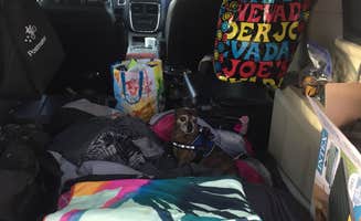 Alicia F.'s photo of camping with pets at Oasis Campground — Yuba State Park near Oak City, UT