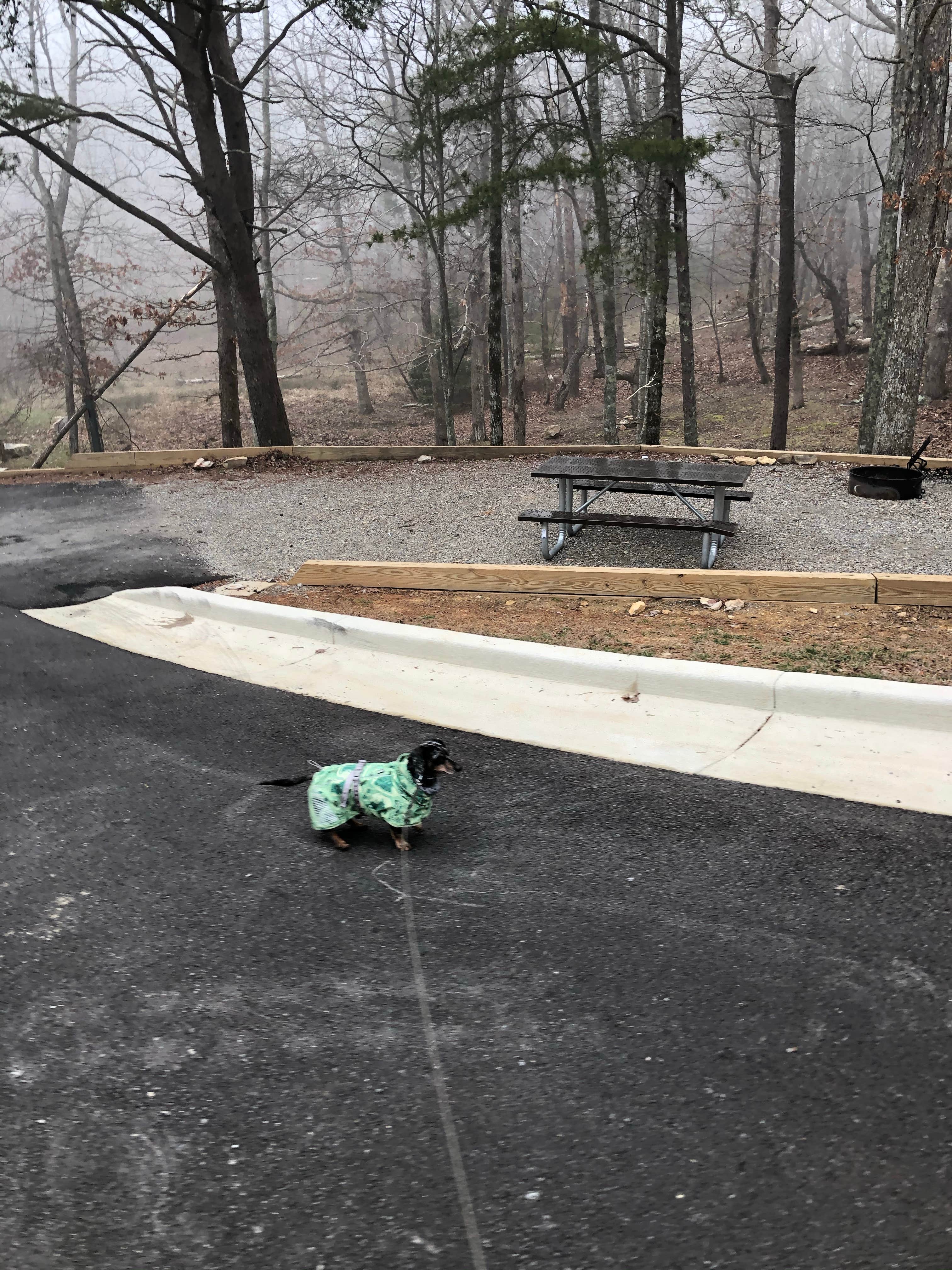 Shelly S.'s photo of camping with pets at Cheaha Falls Campground near Sylacauga, AL