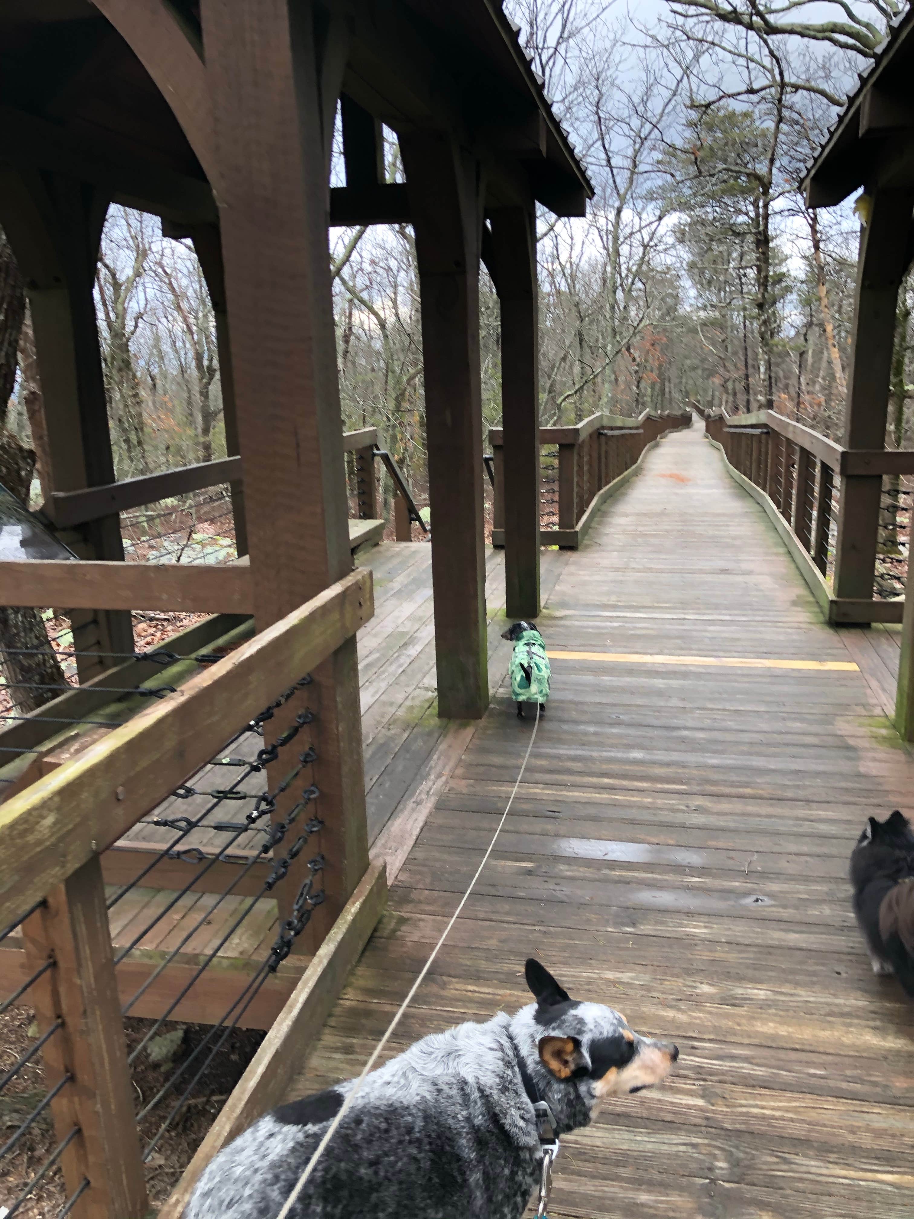 Shelly S.'s photo of camping with pets at Cheaha Falls Campground near Munford, AL
