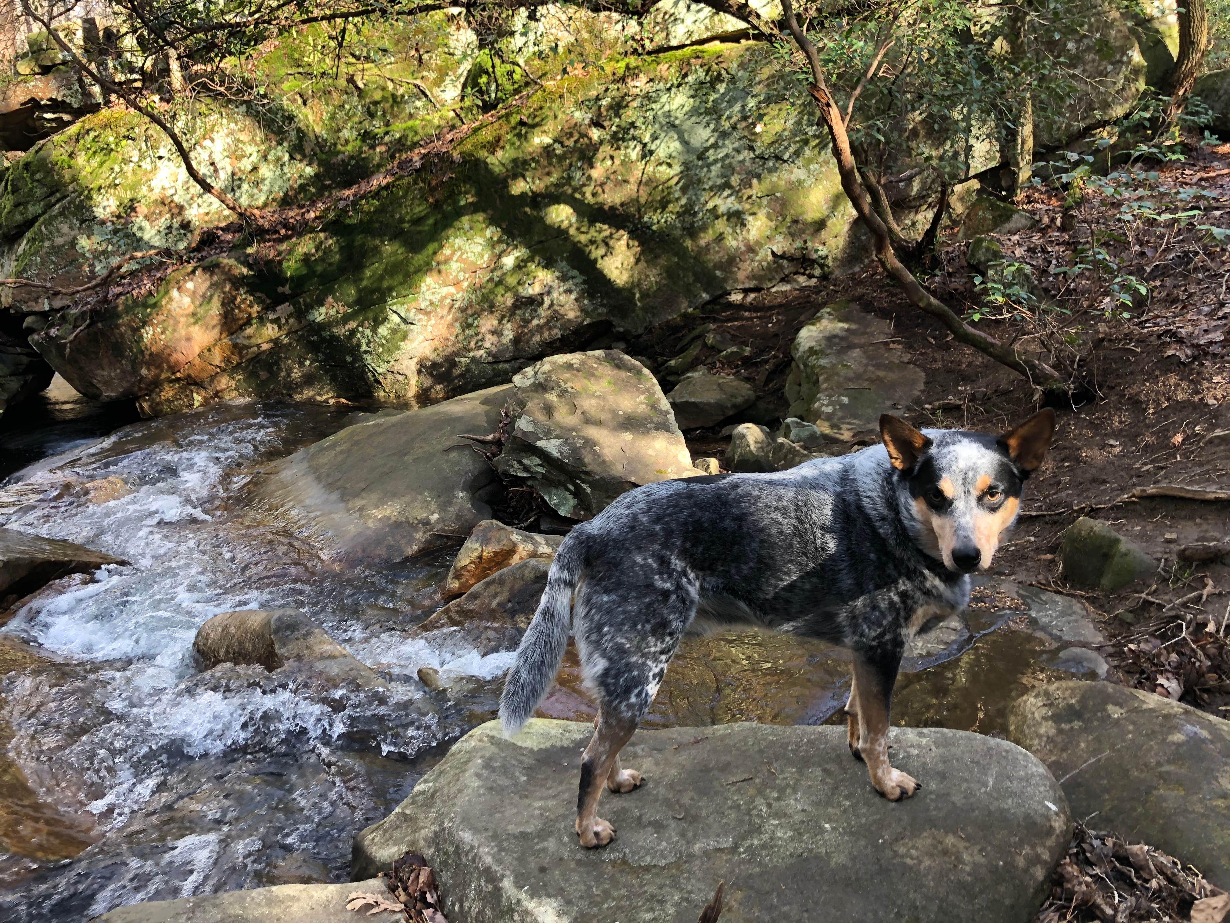 Shelly S.'s photo of camping with pets at DeSoto State Park Campground in Alabama