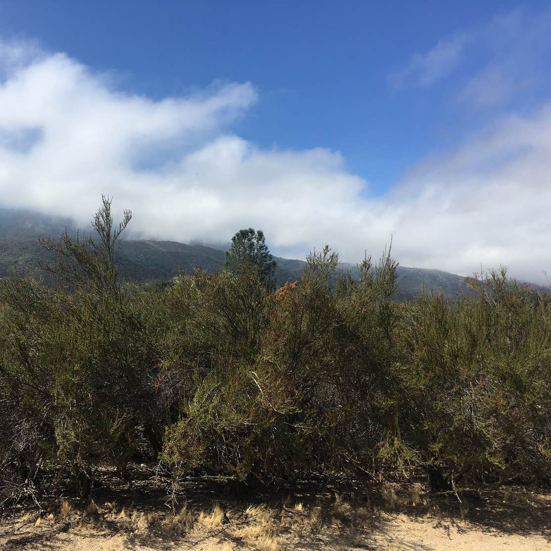 Oak Grove Campground Camping The Dyrt