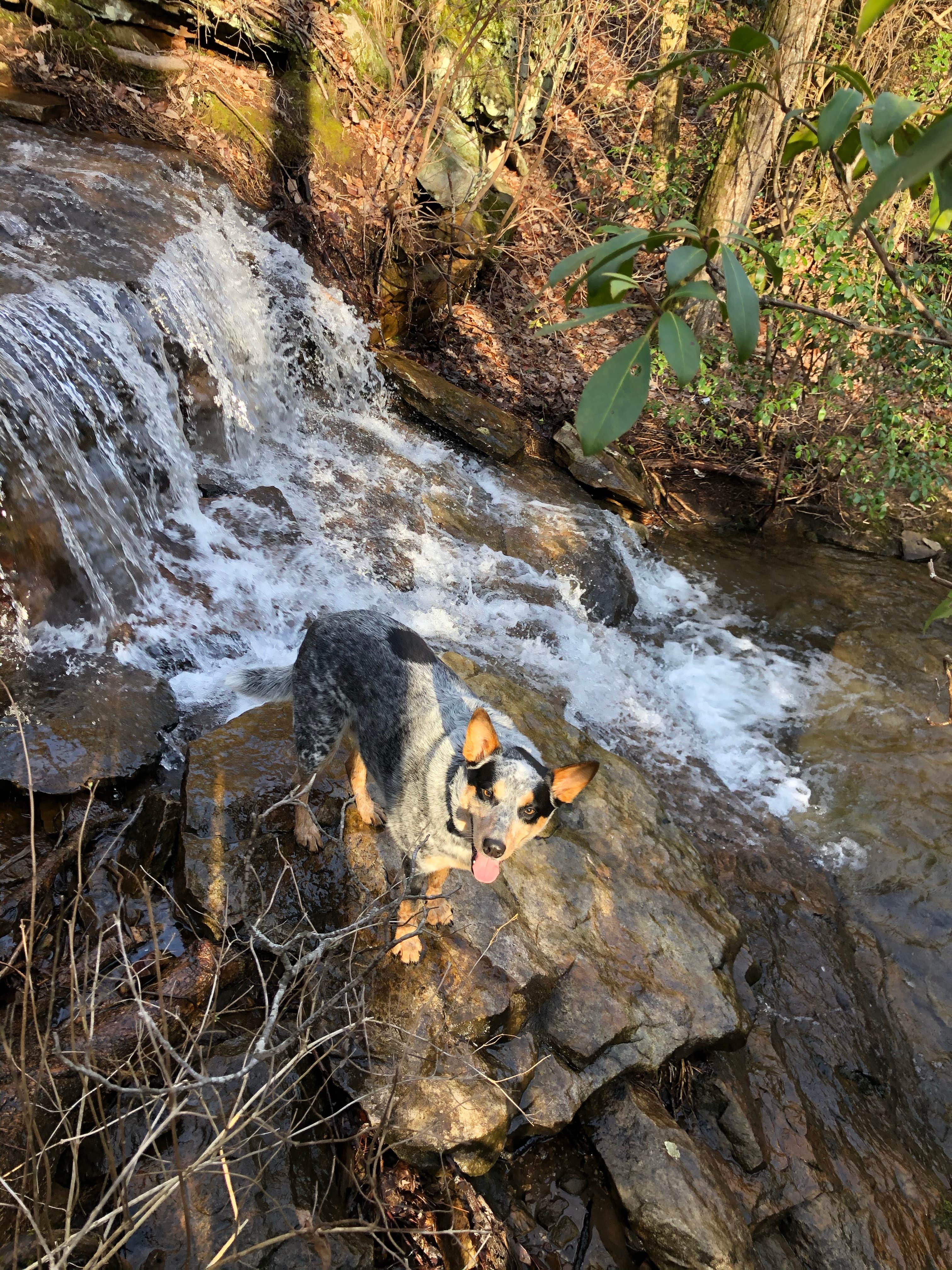Shelly S.'s photo of camping with pets at DeSoto State Park Campground near Valley Head, AL