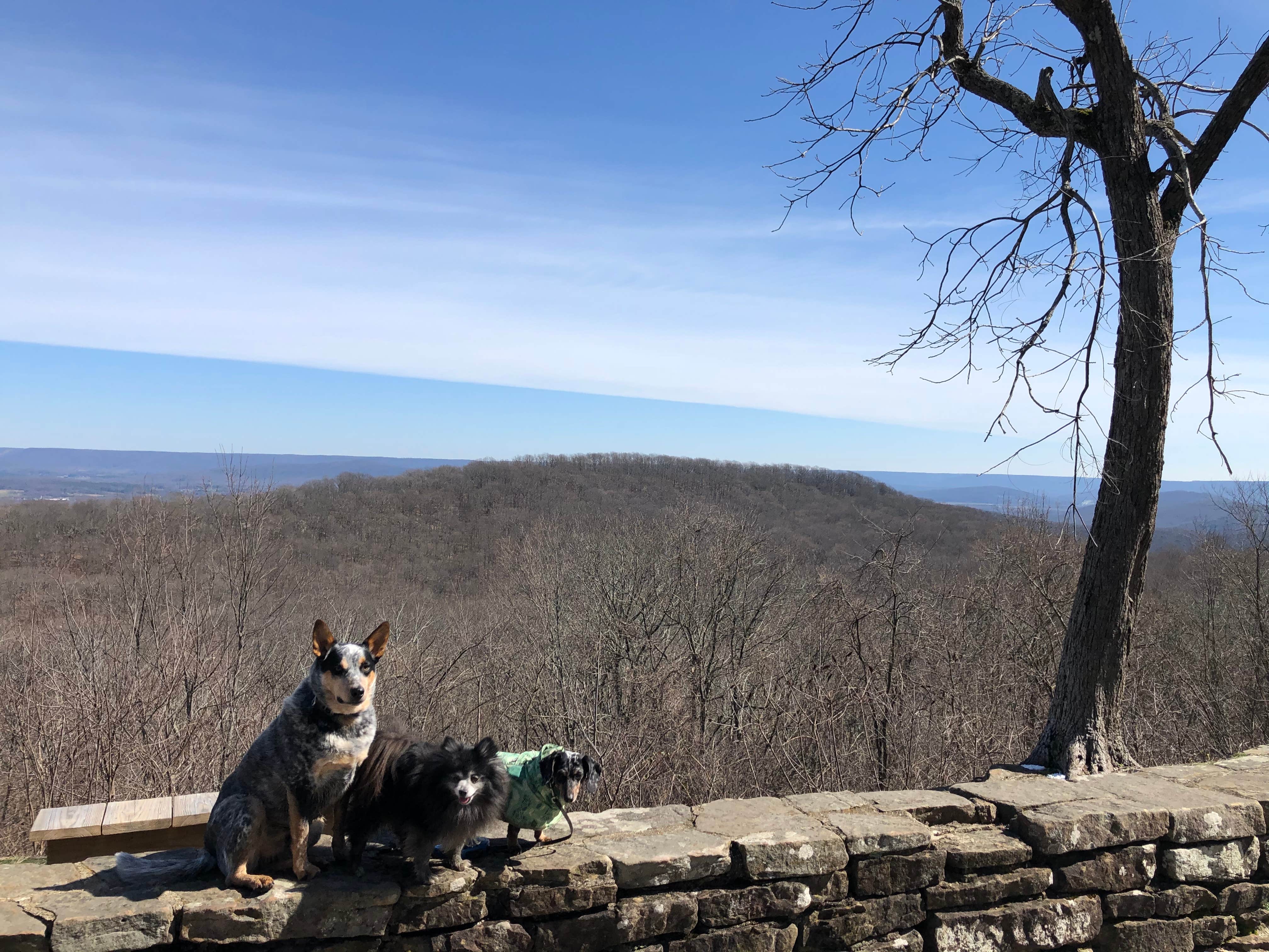 Shelly S.'s photo of camping with pets at Monte Sano State Park Campground near Estillfork, AL