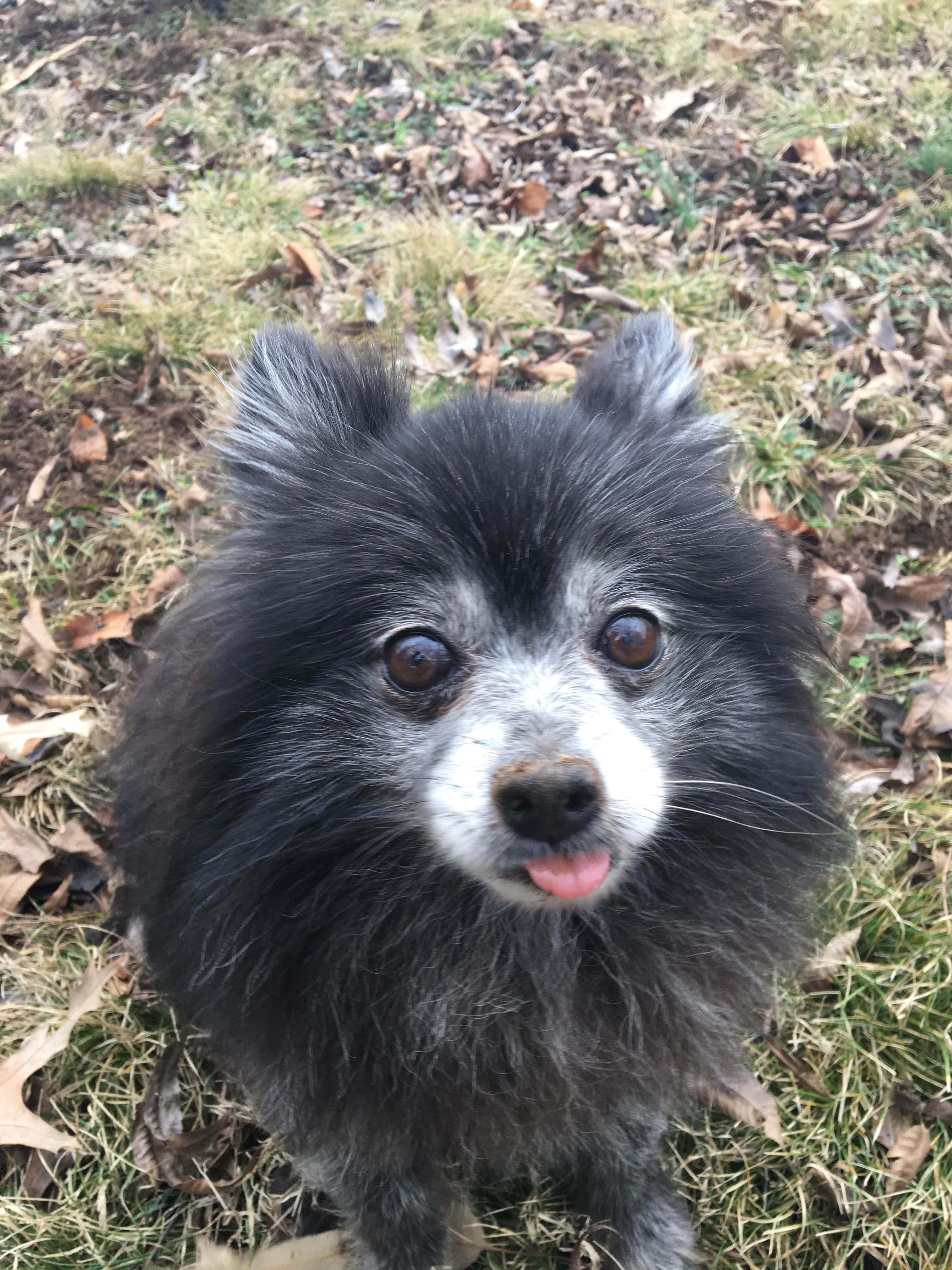 Shelly S.'s photo of camping with pets at Long Hunter State Park Campground near Old Hickory Lake