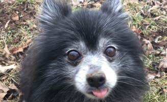 Shelly S.'s photo of camping with pets at Long Hunter State Park Campground near Hendersonville, TN