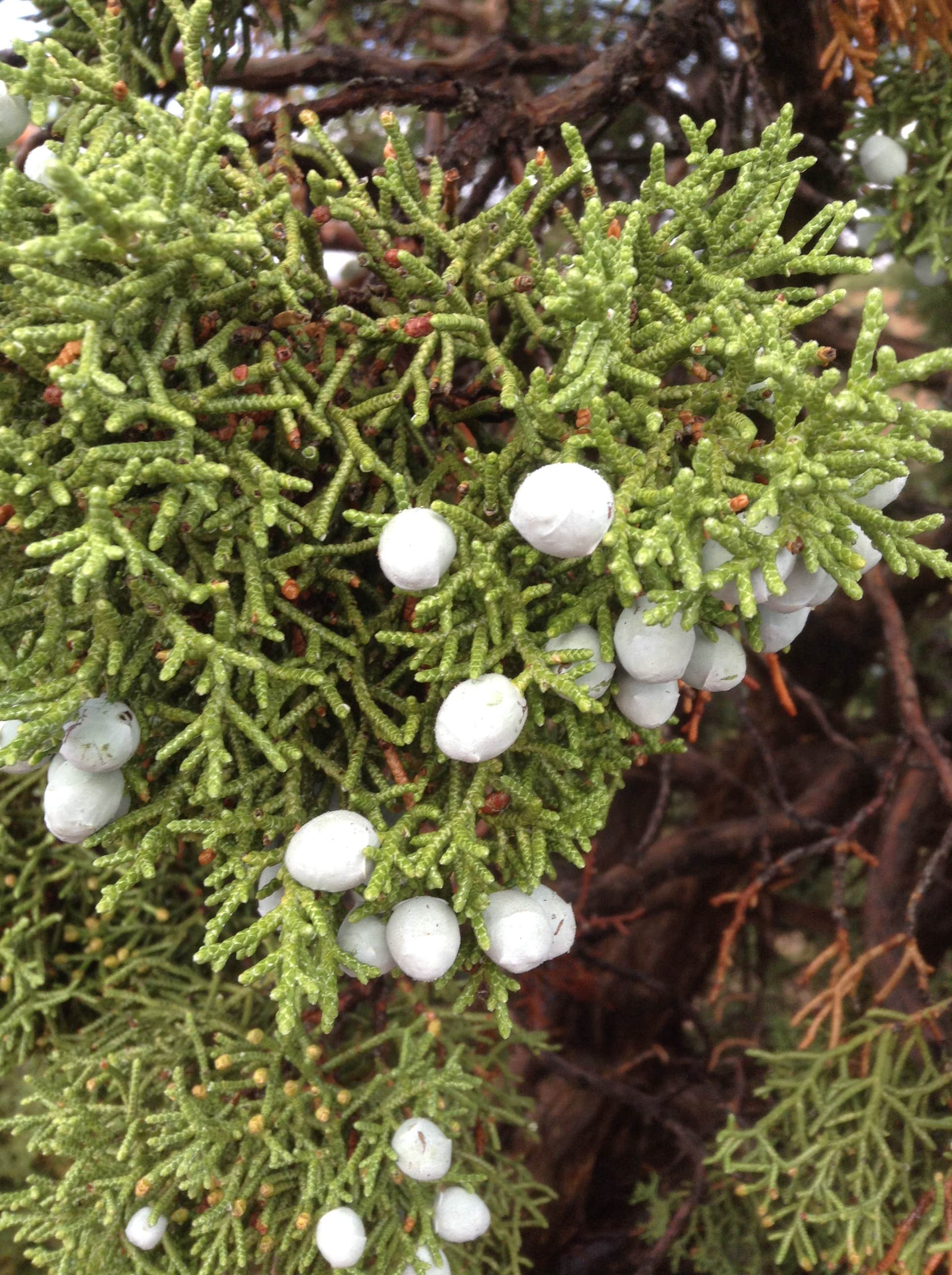 Camper-submitted photo at Cowboy Camp Campground near Canyonlands National Park