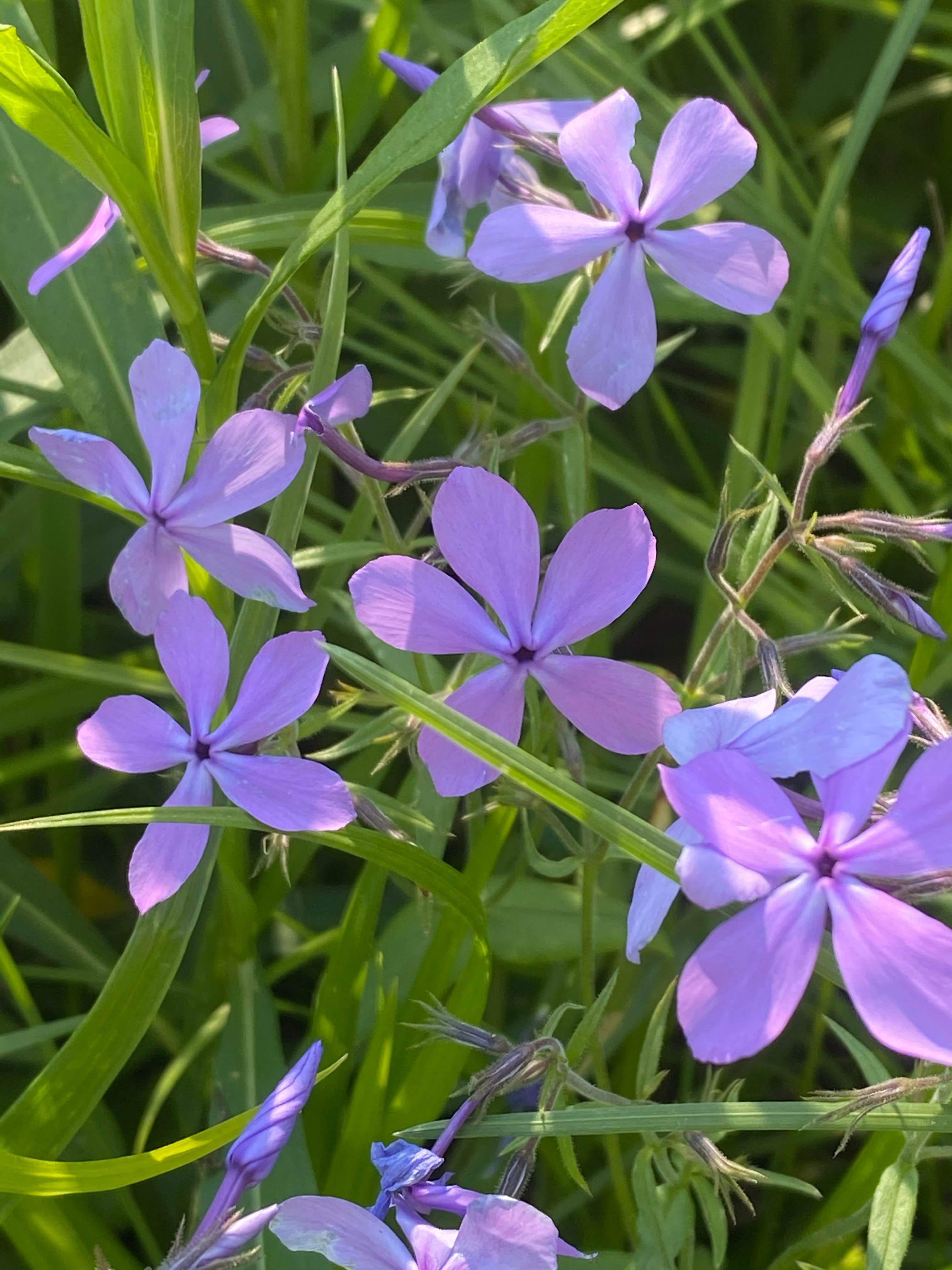 Hootentown Canoe Rental & Campground Camping The Dyrt