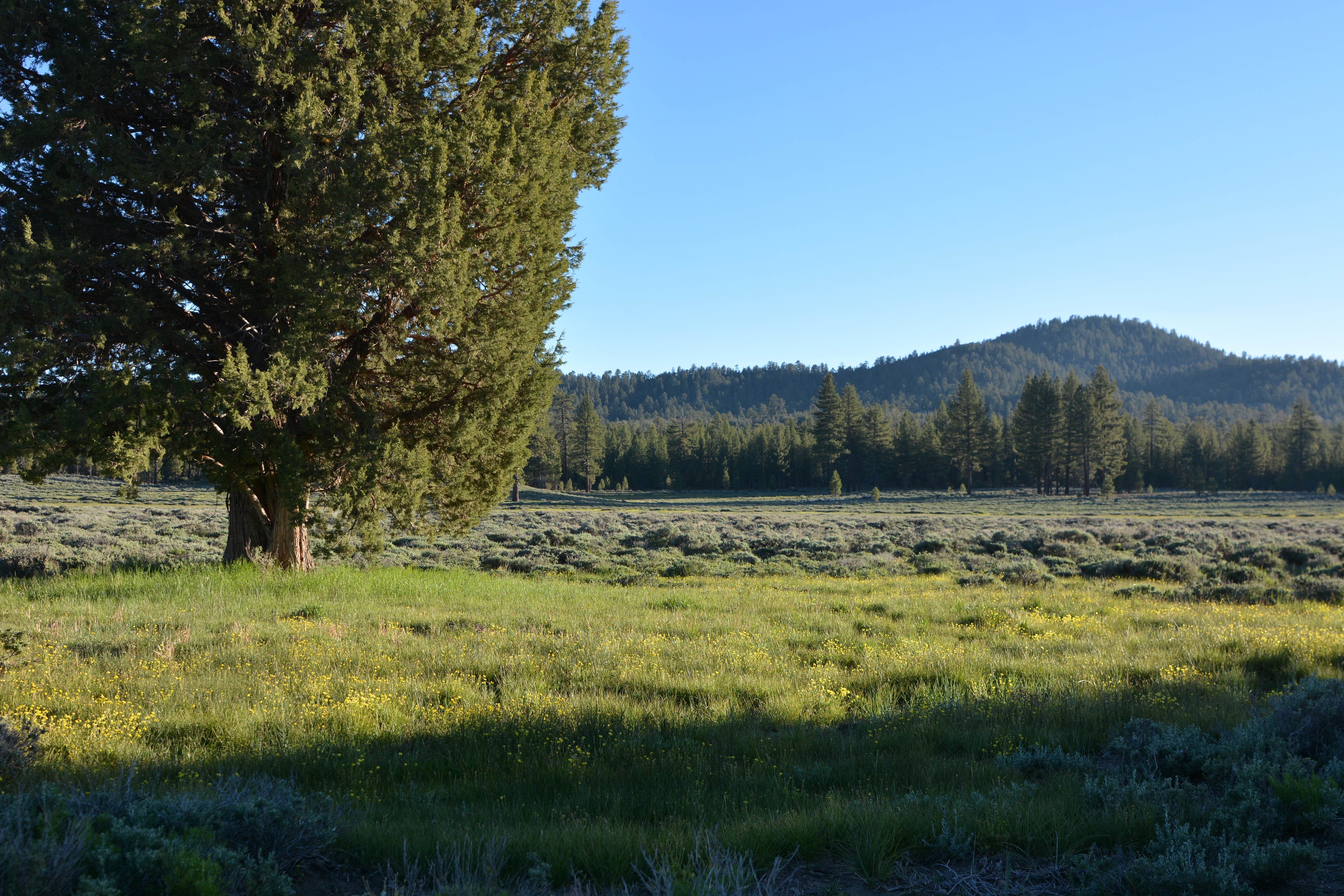 Camper submitted image from Holcomb Valley Ranch - 2