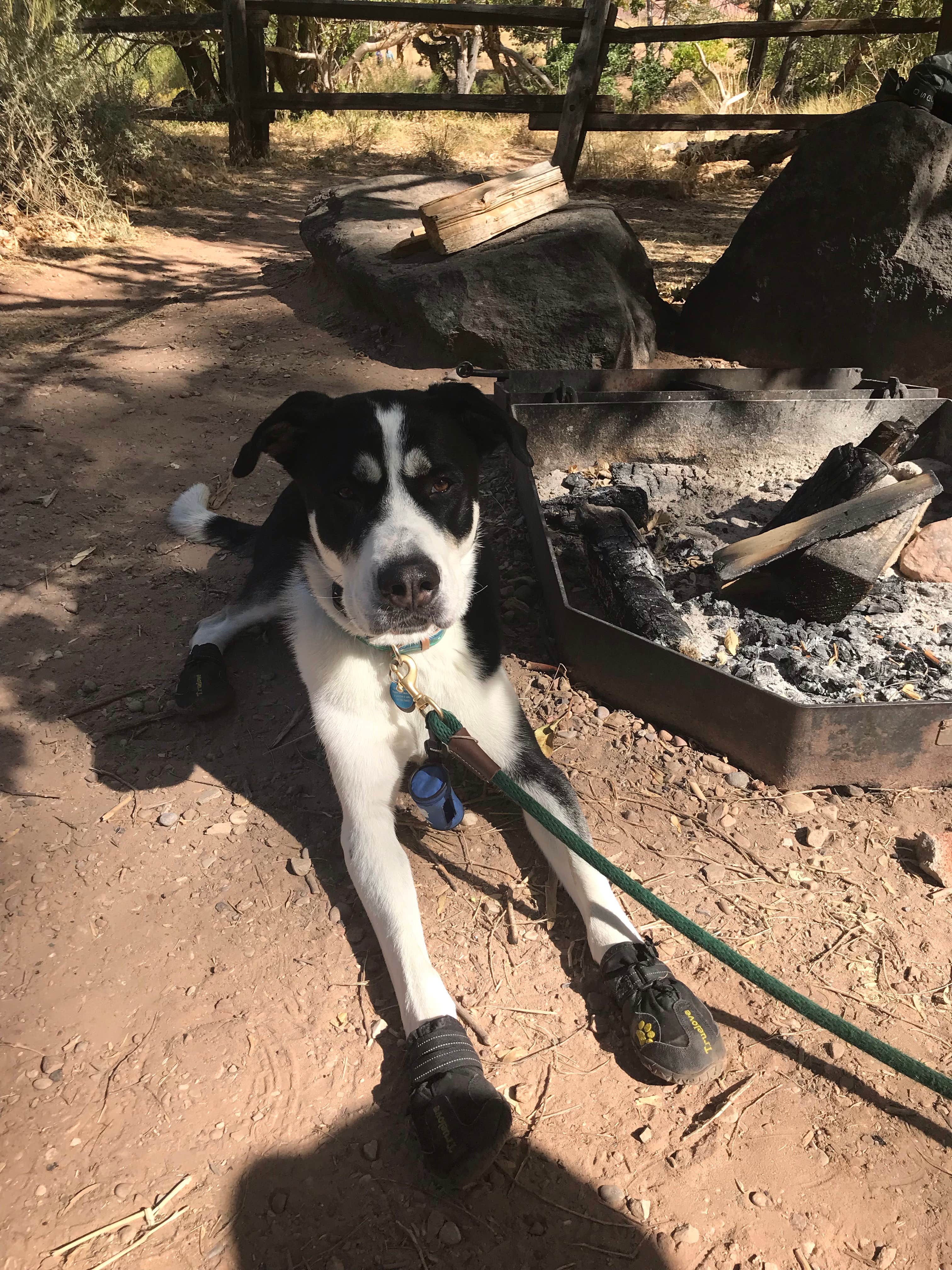 Emily M.'s photo of camping with pets at South Campground — Zion National Park near Zion National Park