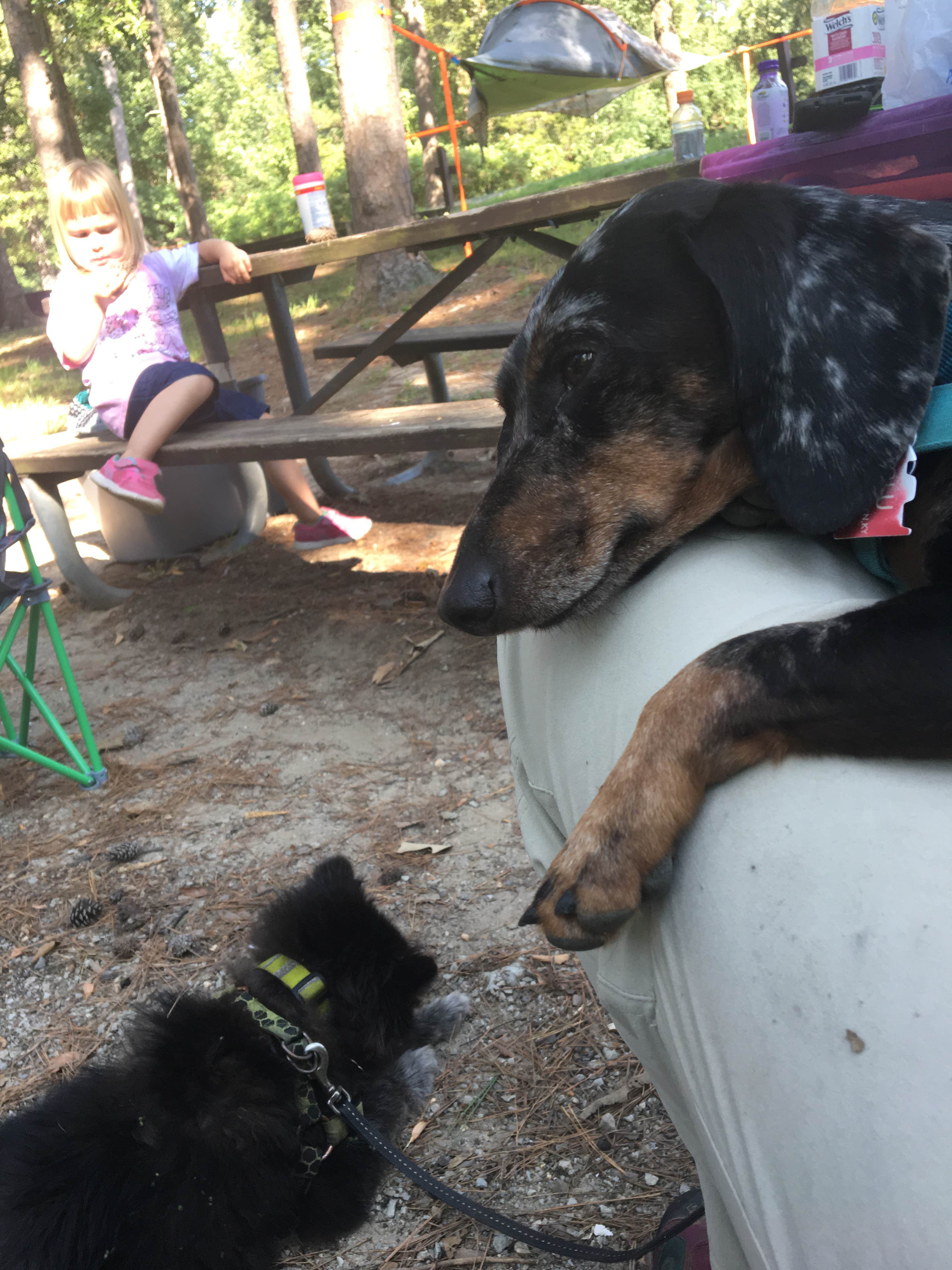 Camper submitted image from Crowley's Ridge State Park Campground - 5