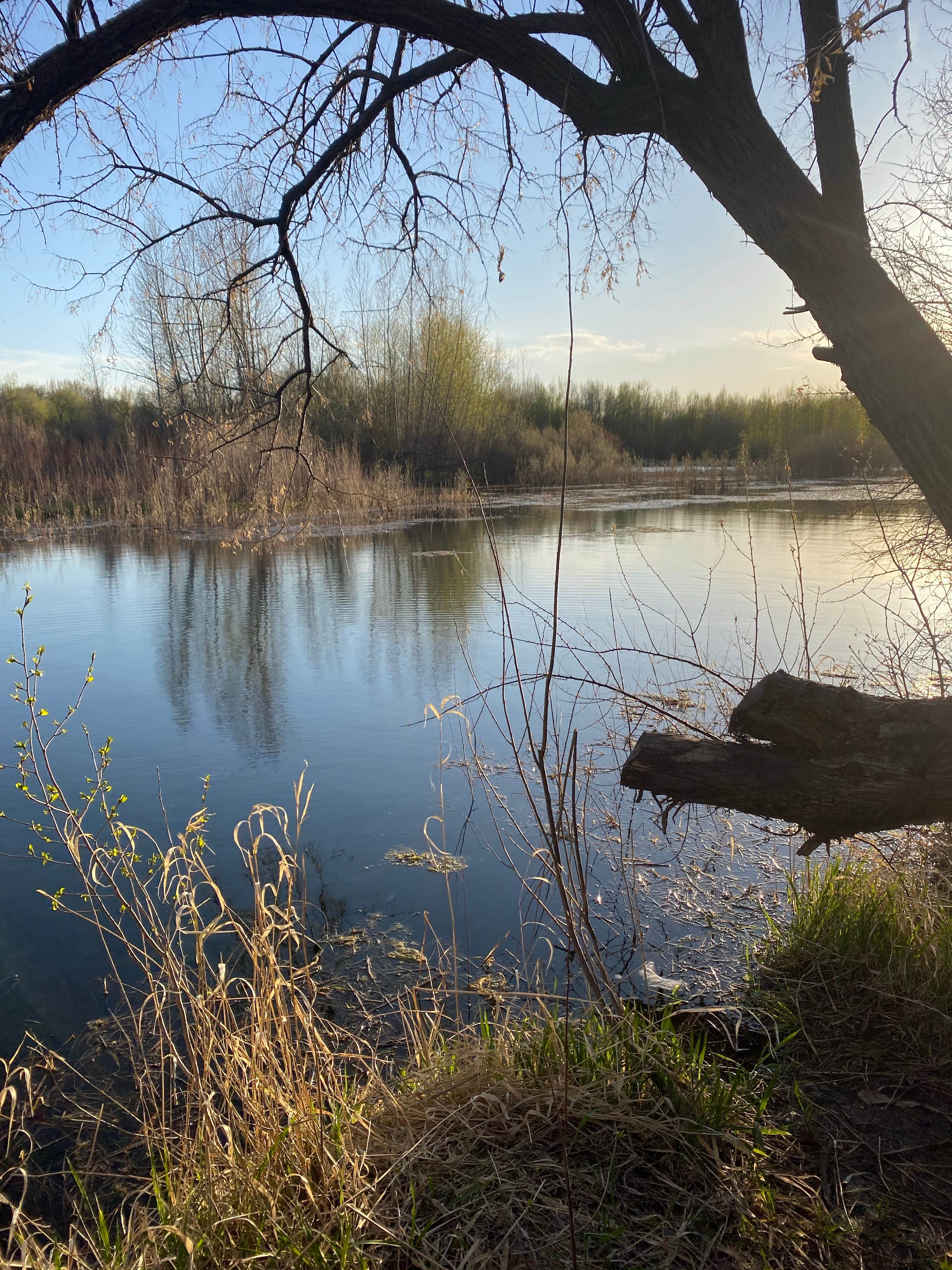 Camper-submitted photo at Twin Bridges Park near Rigby, ID