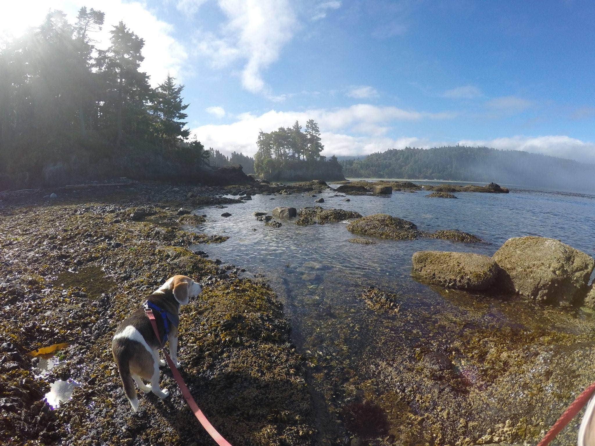 Jill T.'s photo of camping with pets at Salt Creek Recreation Area near Olympic National Park