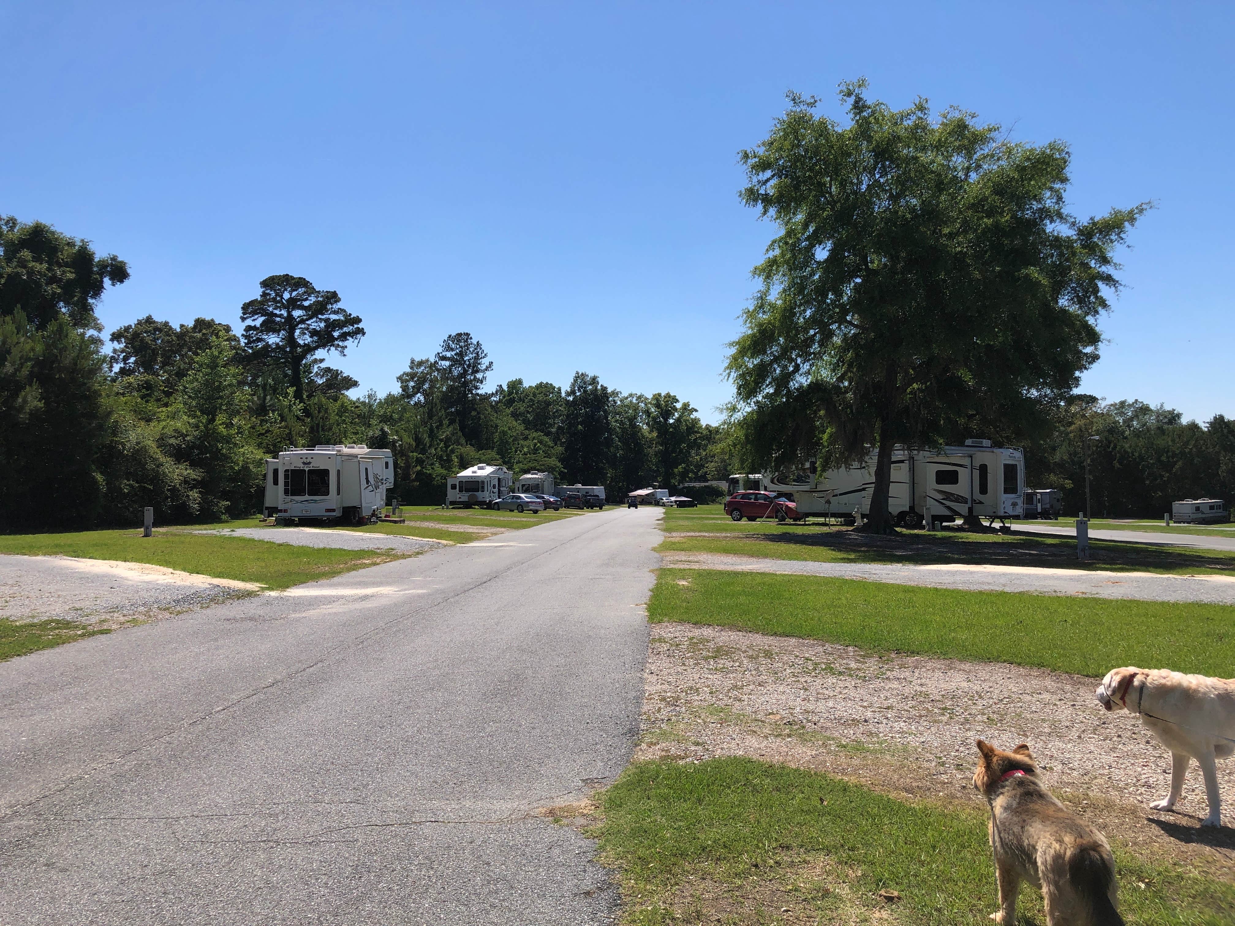 Camper submitted image from Valdosta Oaks RV Park - 4