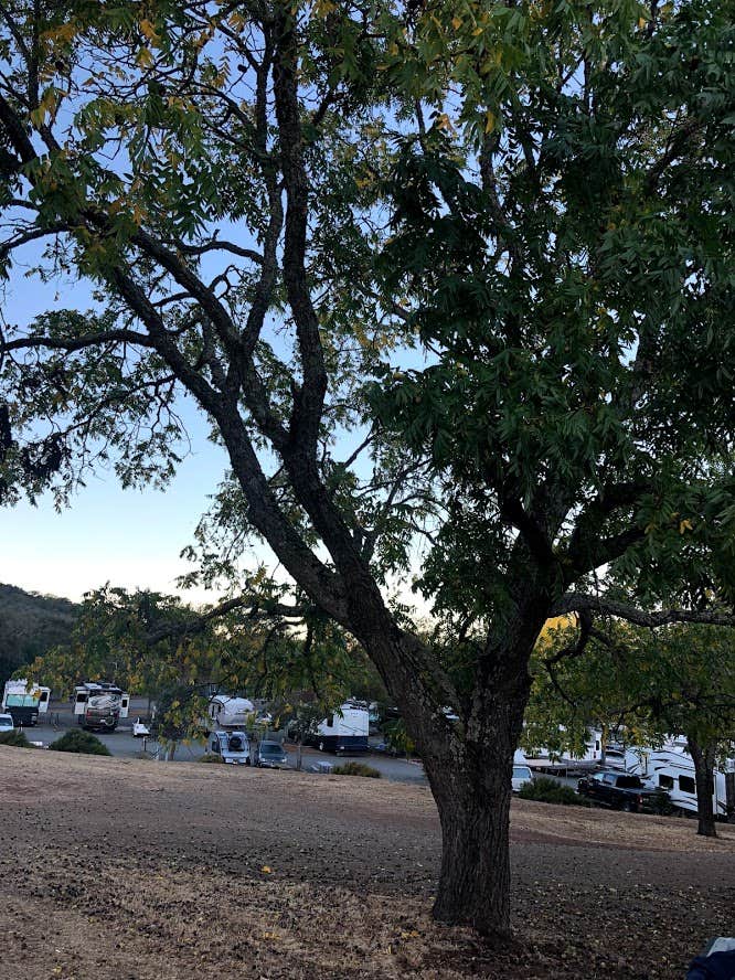You can see the parking lot for RVs behind the tree.