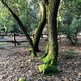 Review photo of Uvas Canyon County Park by Tom and Marianne  H., April 5, 2020