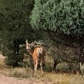 Review photo of El Vado Lake State Park Campground by Karen  N., April 5, 2020