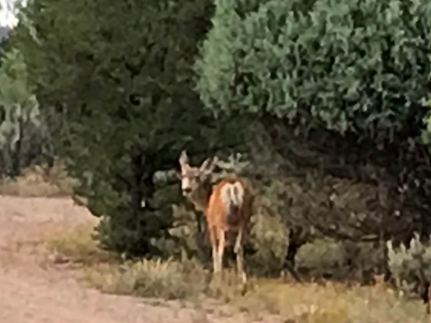 Camper submitted image from El Vado Lake State Park Campground - 5