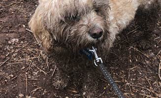 Andrew C.'s photo of camping with pets at Evansburg State Park Campground near New Castle, DE