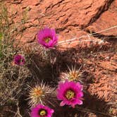 Review photo of Red Cliffs Campground by Erik C., May 4, 2020