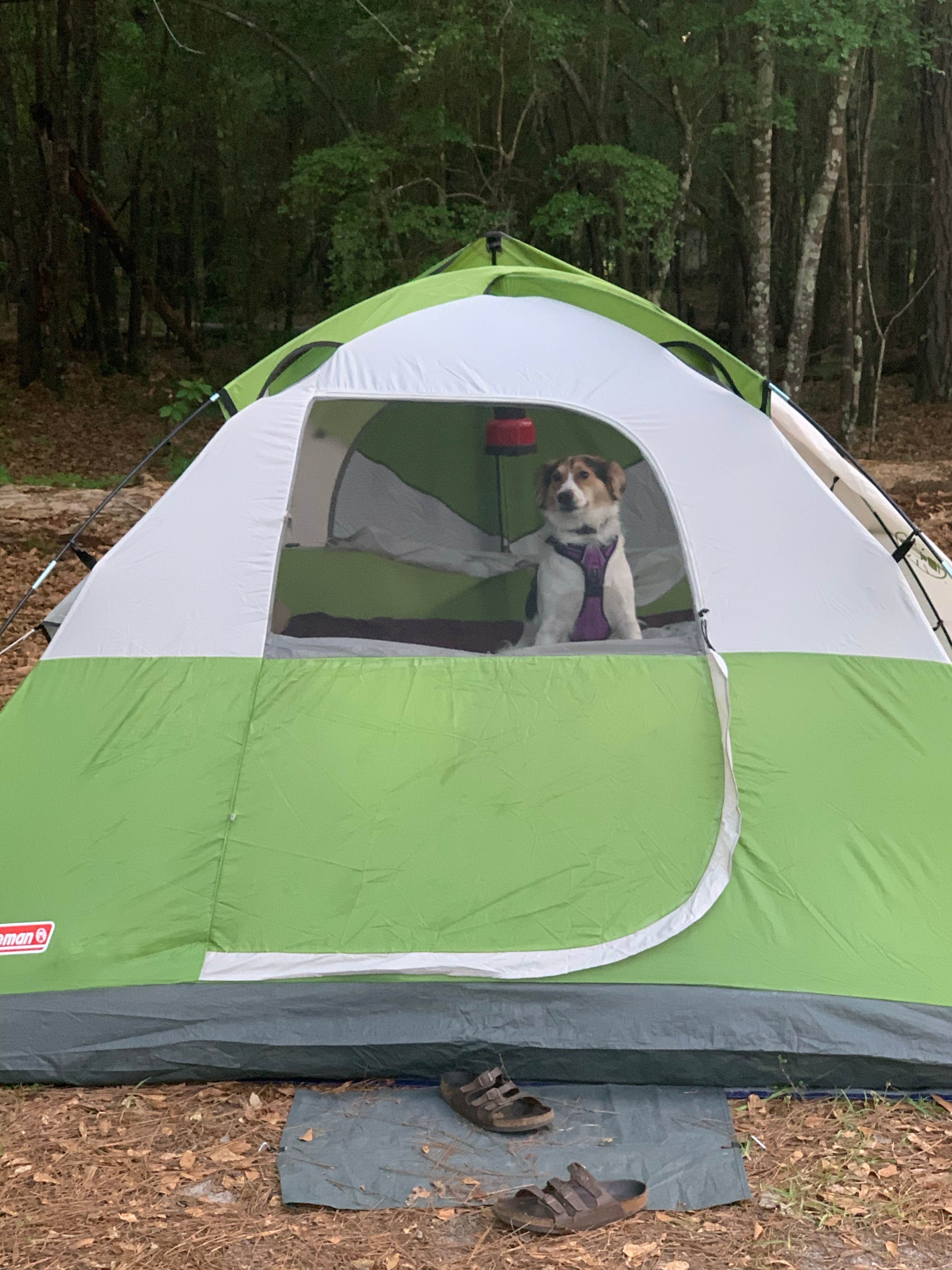 Kait G.'s photo of camping with pets at Magnolia Springs State Park Campground near Allendale, SC