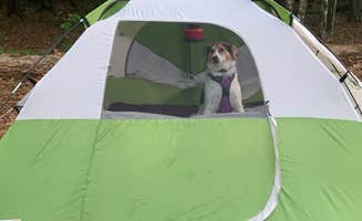 Kait G.'s photo of camping with pets at Magnolia Springs State Park Campground near Hampton, SC