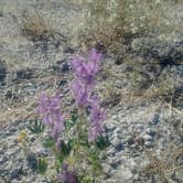 Review photo of Sheephole Valley Wilderness by Eric F., May 4, 2020