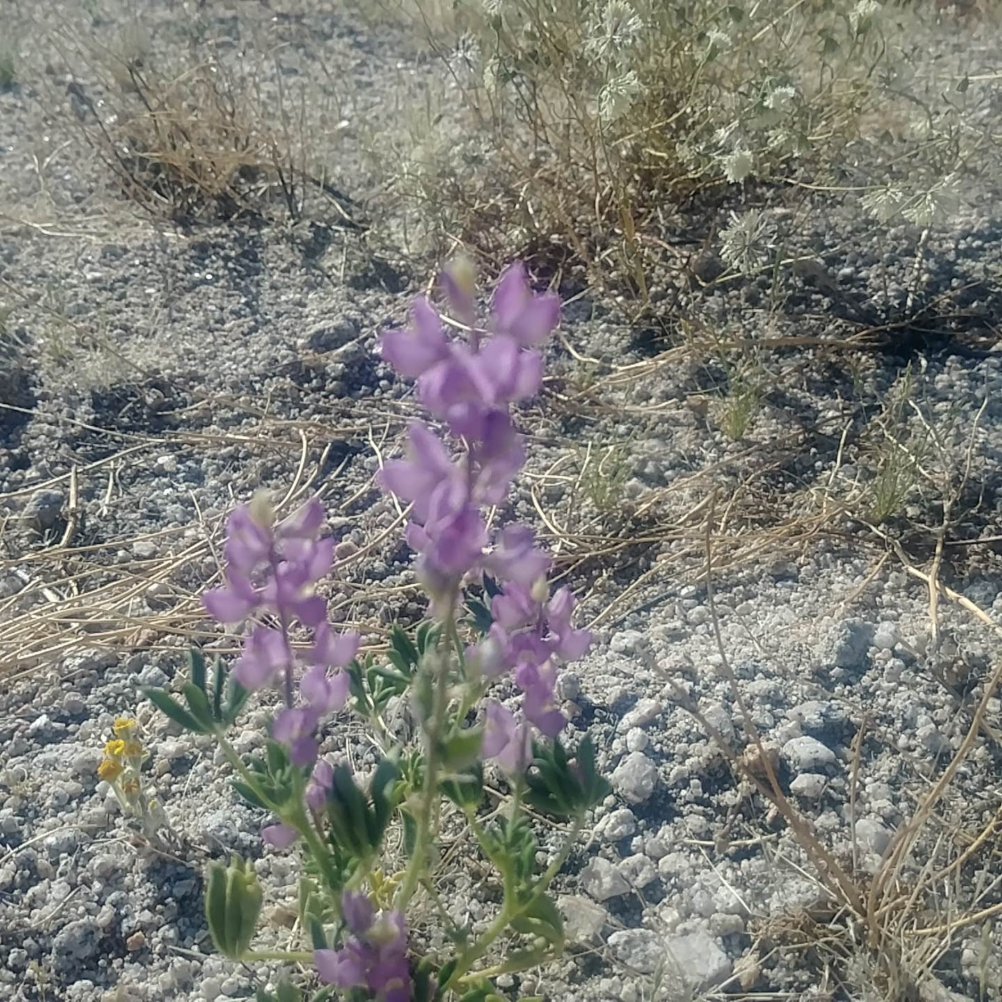 Camper submitted image from Sheephole Valley Wilderness - 2