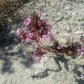 Review photo of Sheephole Valley Wilderness by Eric F., May 4, 2020