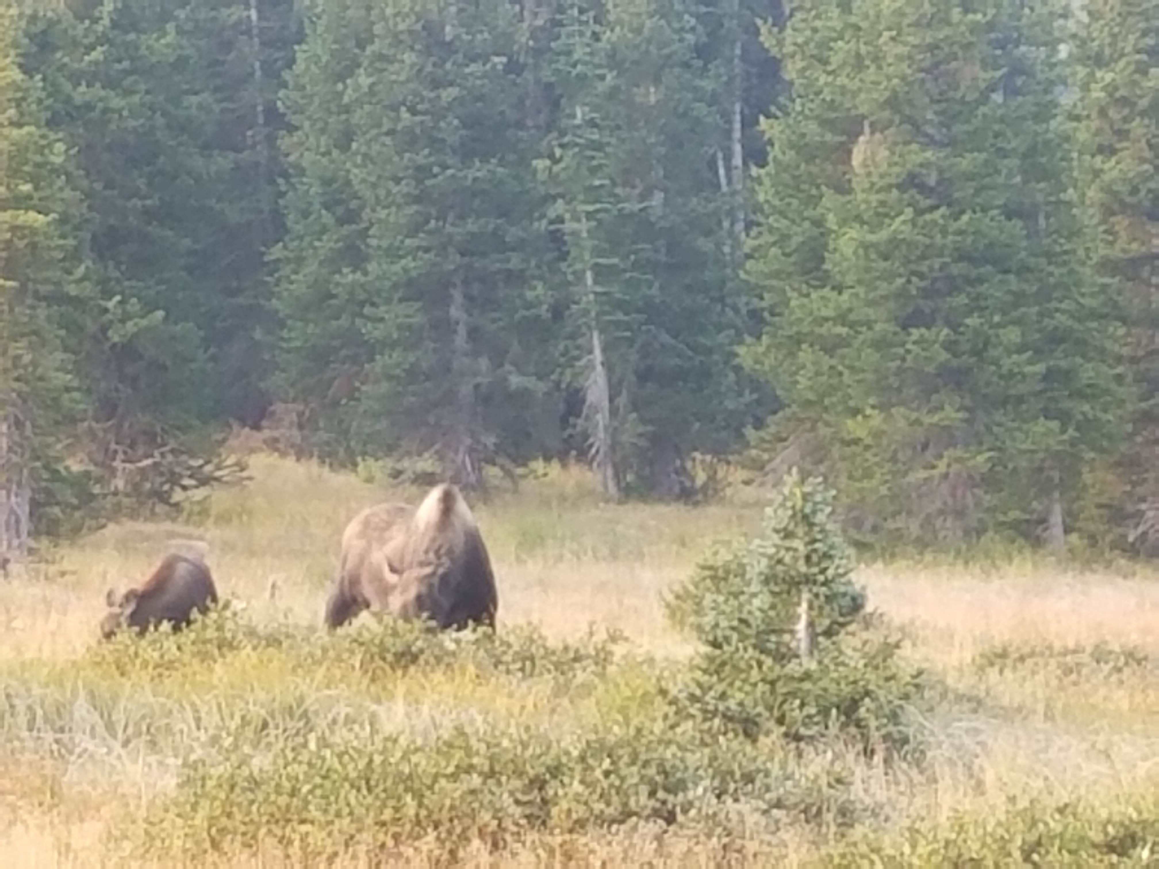 Camper submitted image from Deep Creek Campground - 4