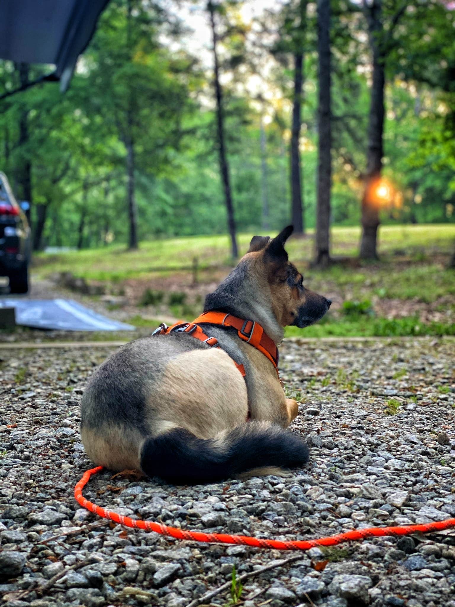 George & Patty C.'s photo of camping with pets at Hard Labor Creek State Park Campground near Stockbridge, GA
