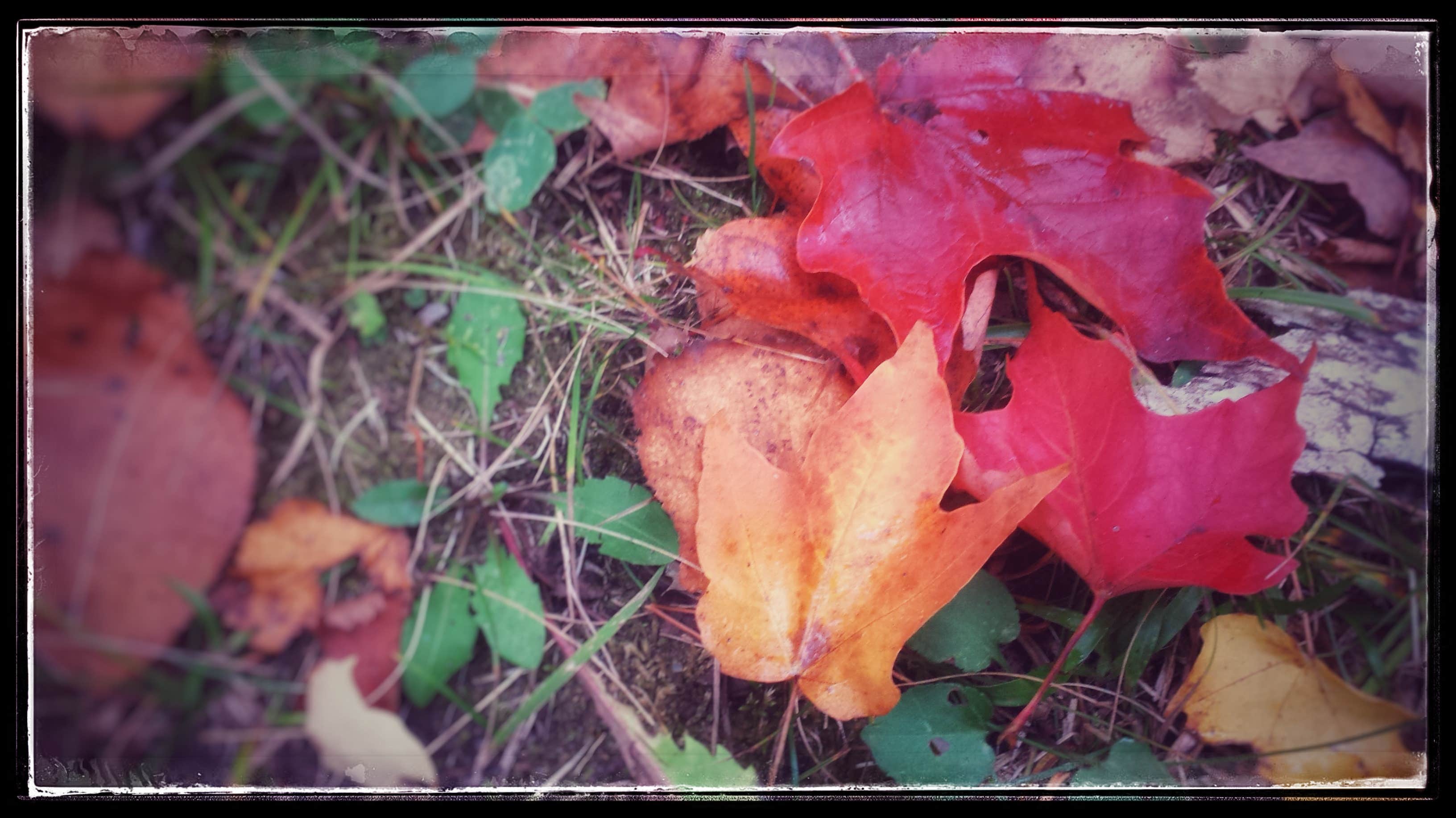 Camper-submitted photo at 400th Ave Camp near Midway, MN