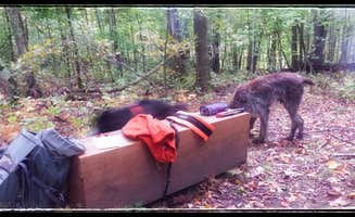 Amy G.'s photo of camping with pets at 400th Ave Camp near Battle Lake, MN