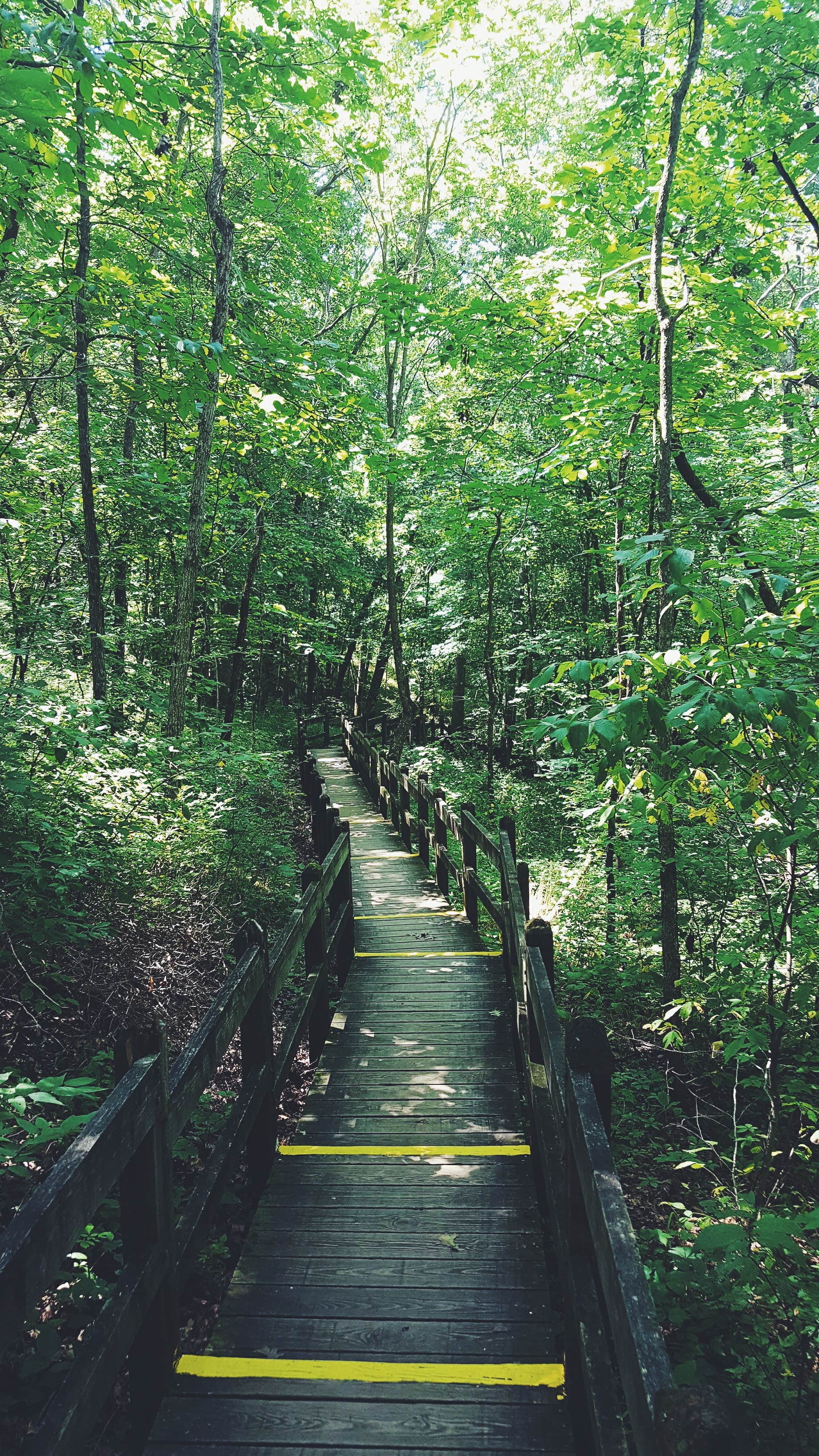 Camper submitted image from Rock Bridge Memorial State Park - Educational Scout Camps - 3