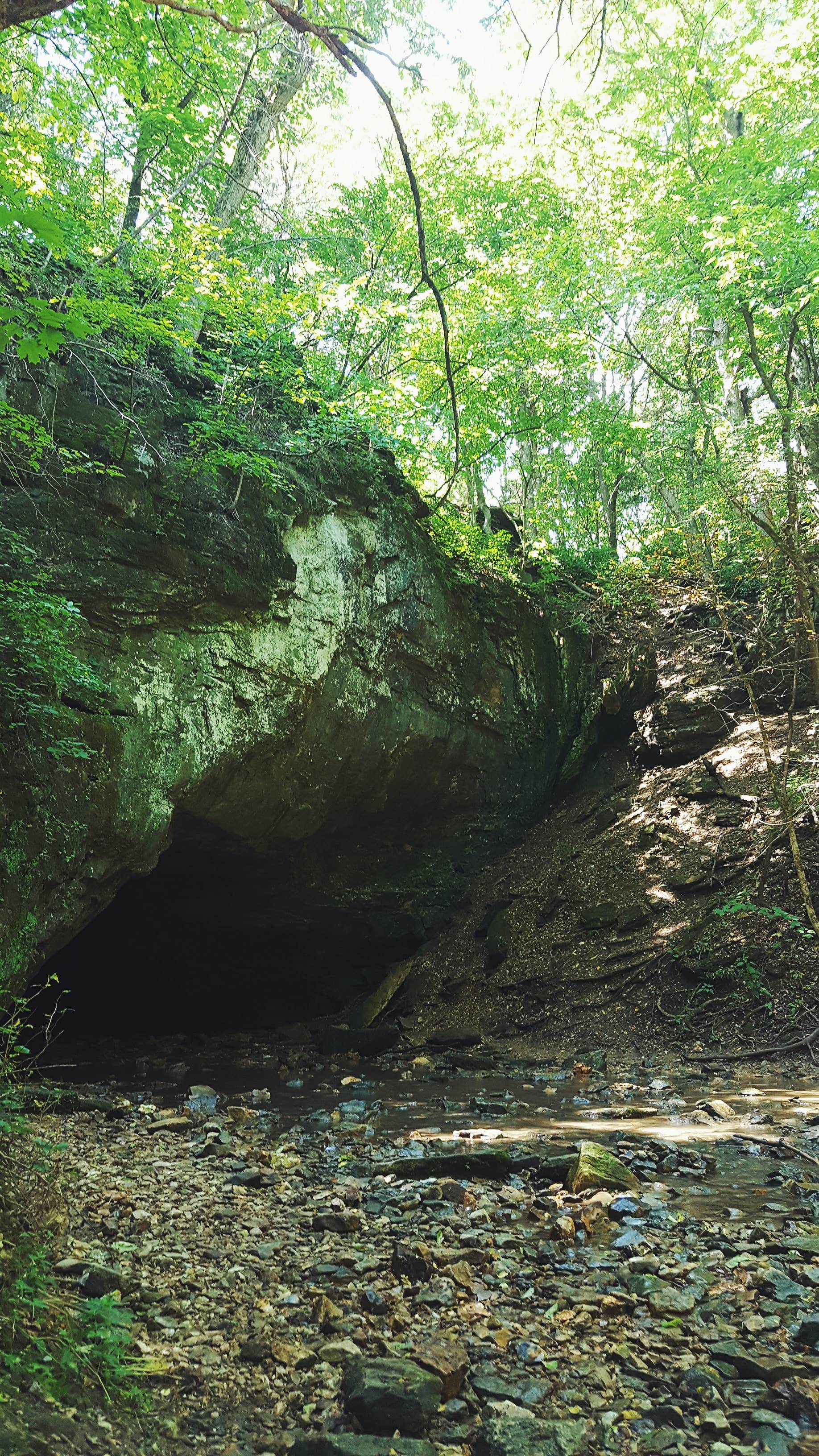Camper submitted image from Rock Bridge Memorial State Park - Educational Scout Camps - 4