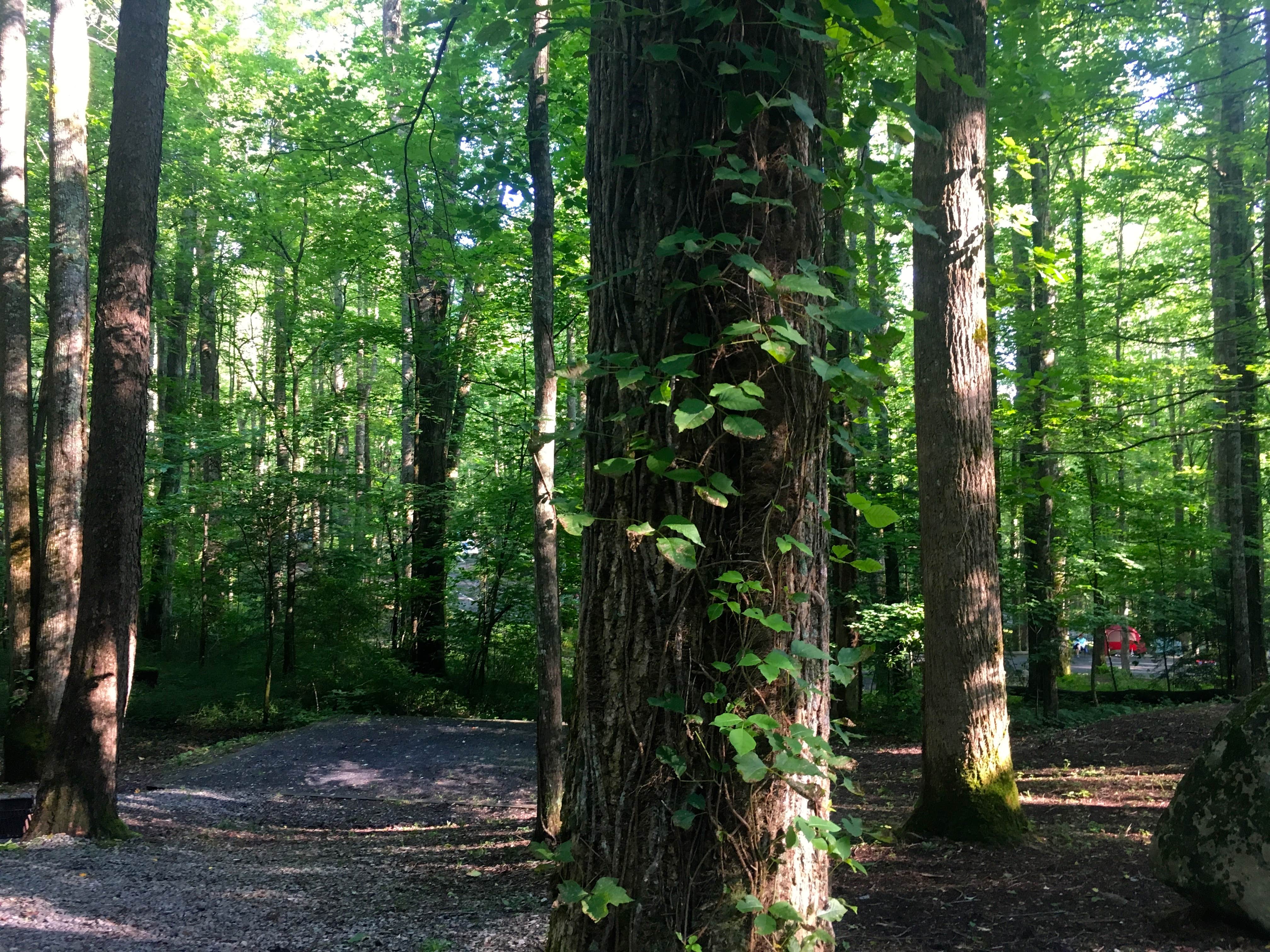 Camper-submitted photo at Cosby Campground — Great Smoky Mountains National Park near Canton, NC