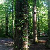 Review photo of Cosby Campground — Great Smoky Mountains National Park by Tricia L., September 20, 2017