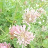 Review photo of Lake Erie State Park Campground by Meike  W., June 29, 2016
