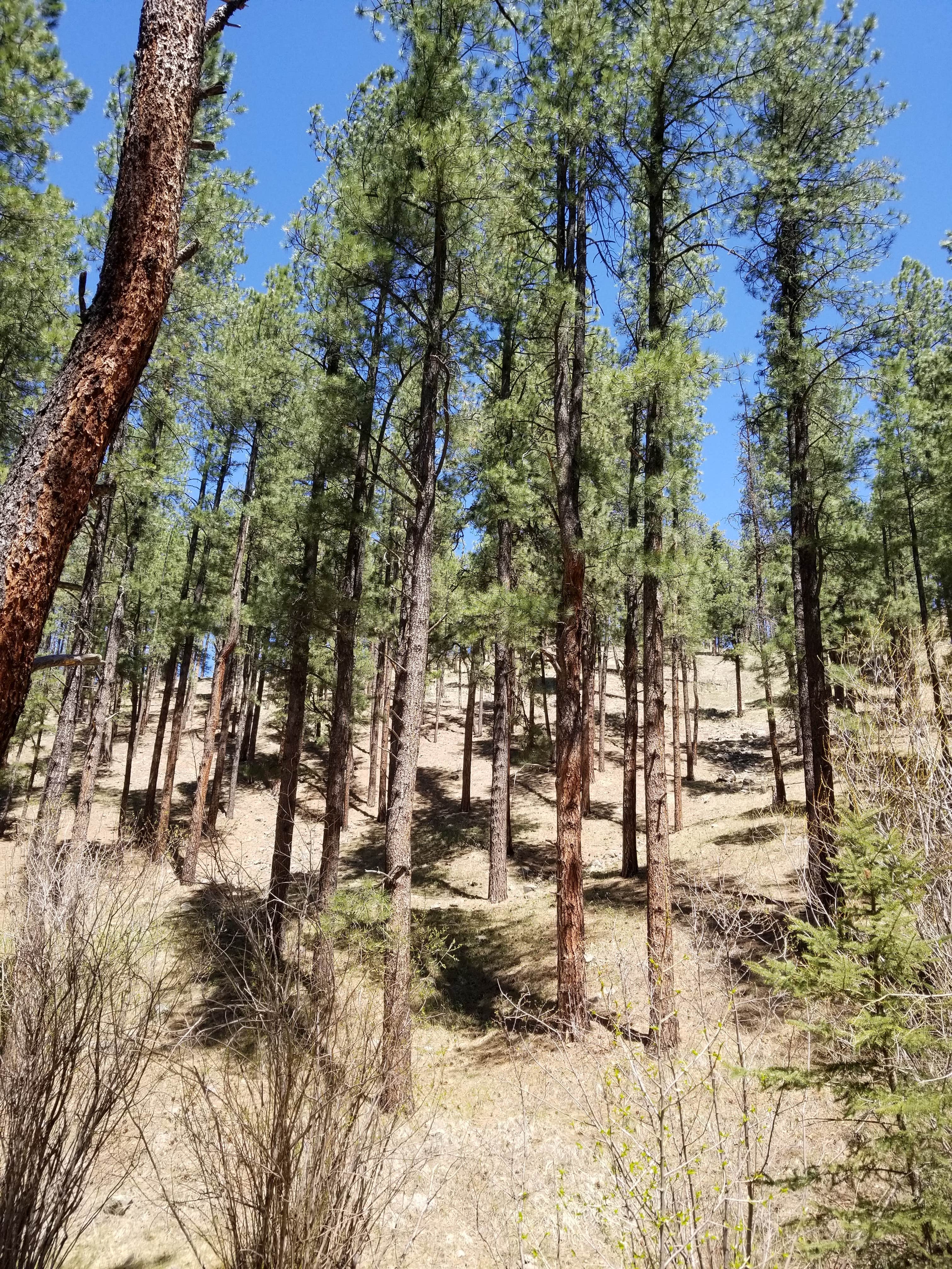 Camper-submitted photo at Mora Recreation Area Campground — Pecos Canyon State Park near Rociada, NM