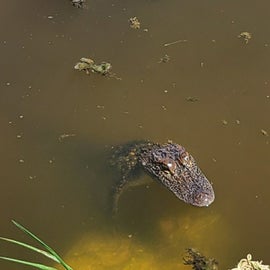 A gator in the marsh in front of our camper