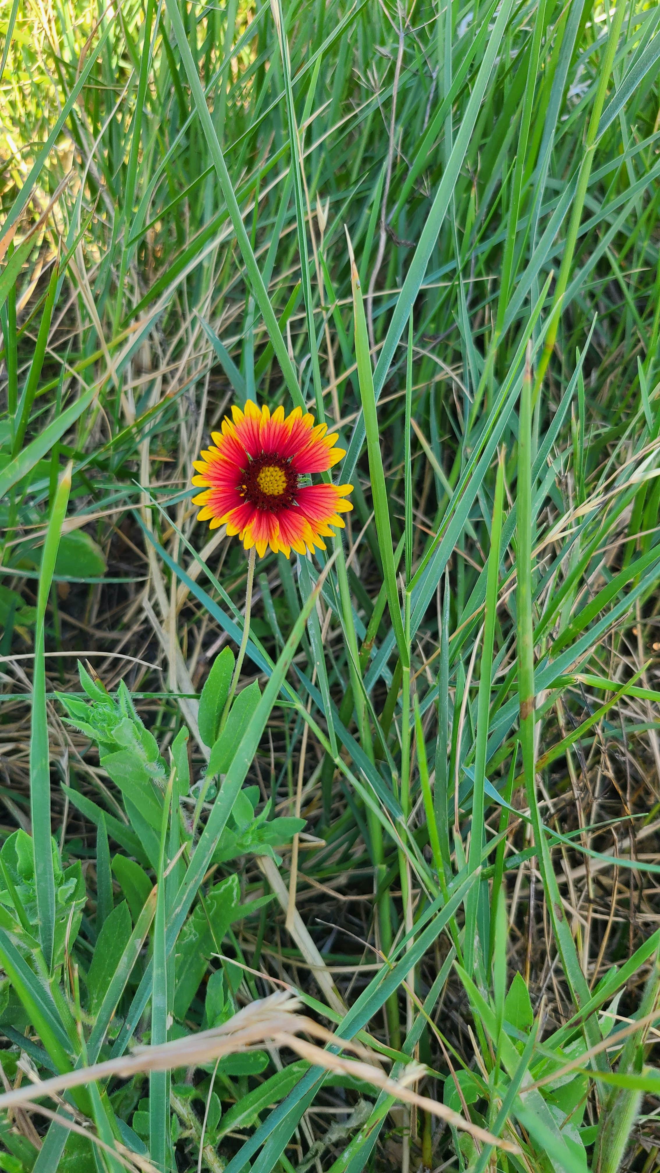 Camper-submitted photo at Pickled Pelican RV Park near Sabine Pass, TX