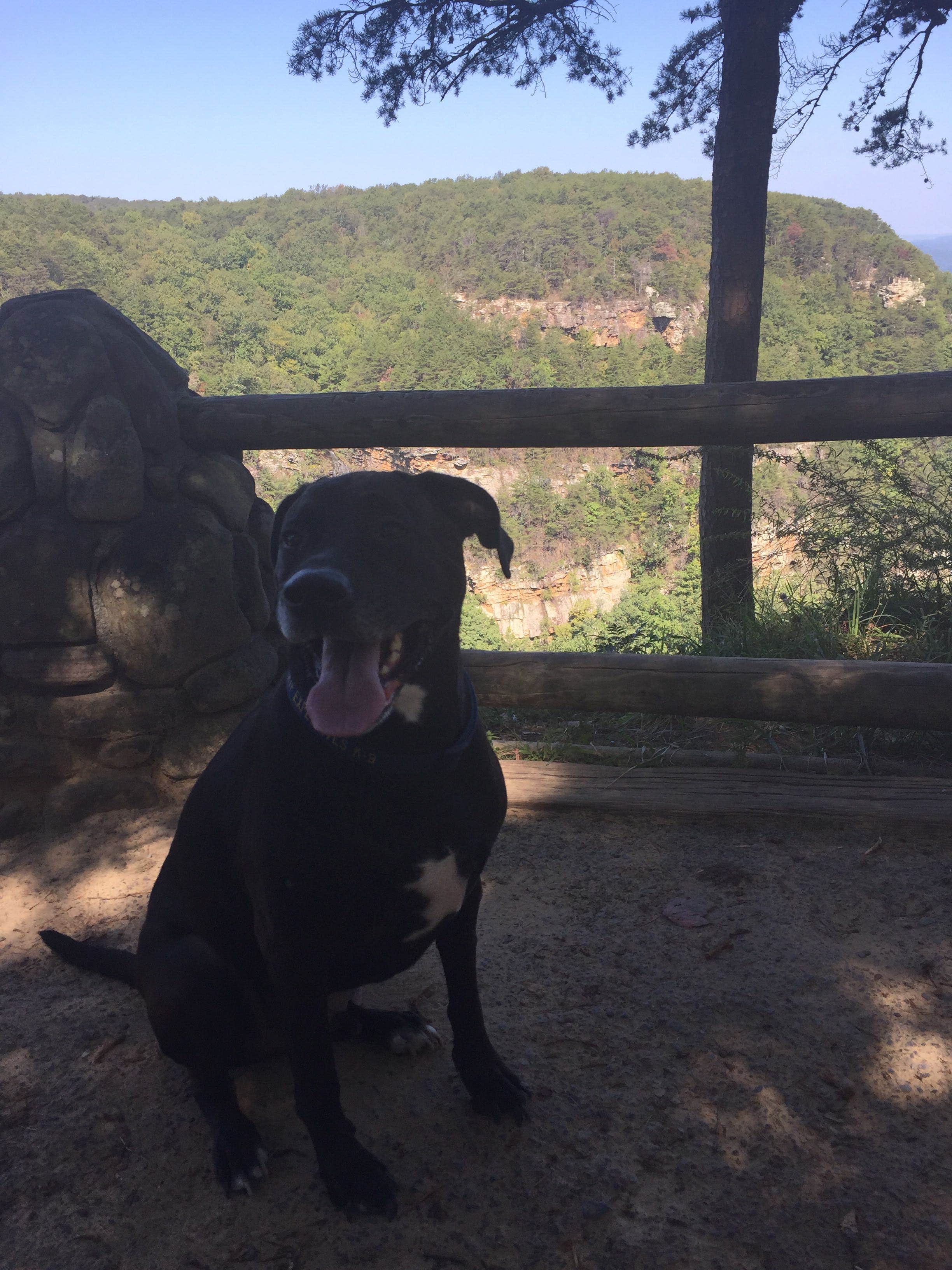 Megan G.'s photo of camping with pets at Cloudland Canyon State Park Campground near Summerville, GA
