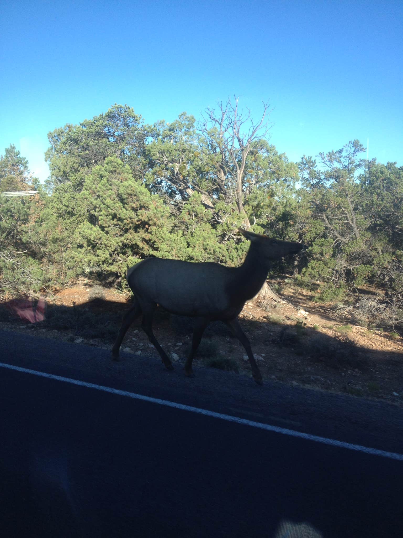 Camper-submitted photo at Grand Canyon-Williams KOA near Williams, AZ
