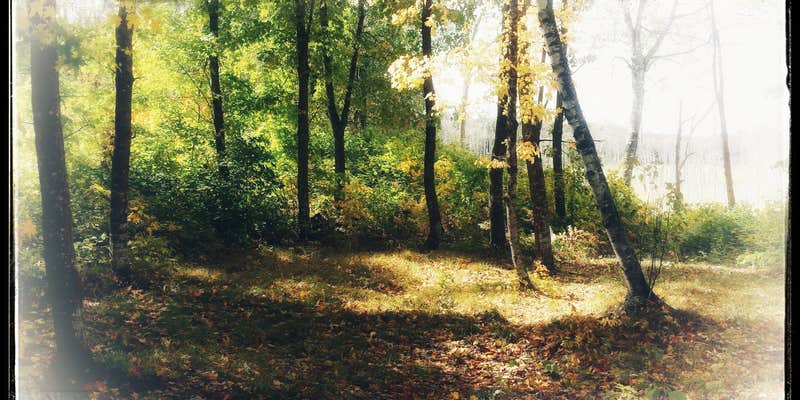 Camper submitted image from Flooded Woods Campsite