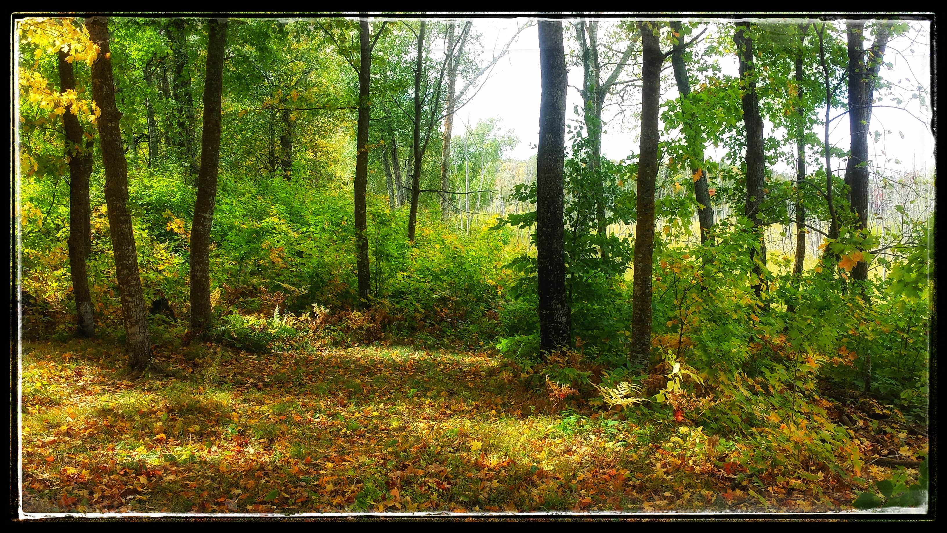 Camper-submitted photo at Flooded Woods Campsite near Midway, MN