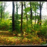 Review photo of Flooded Woods Campsite by Amy G., September 21, 2017