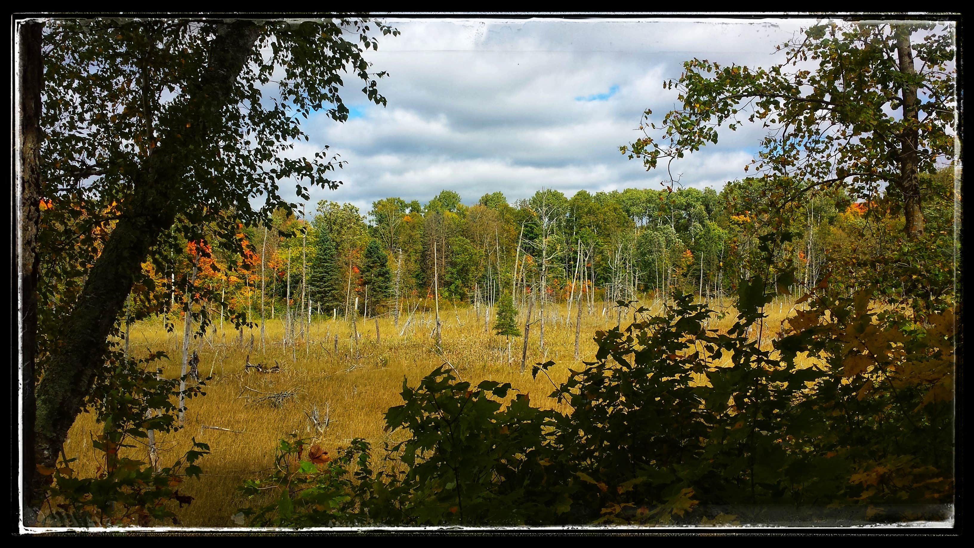 Camper-submitted photo at Flooded Woods Campsite near Midway, MN