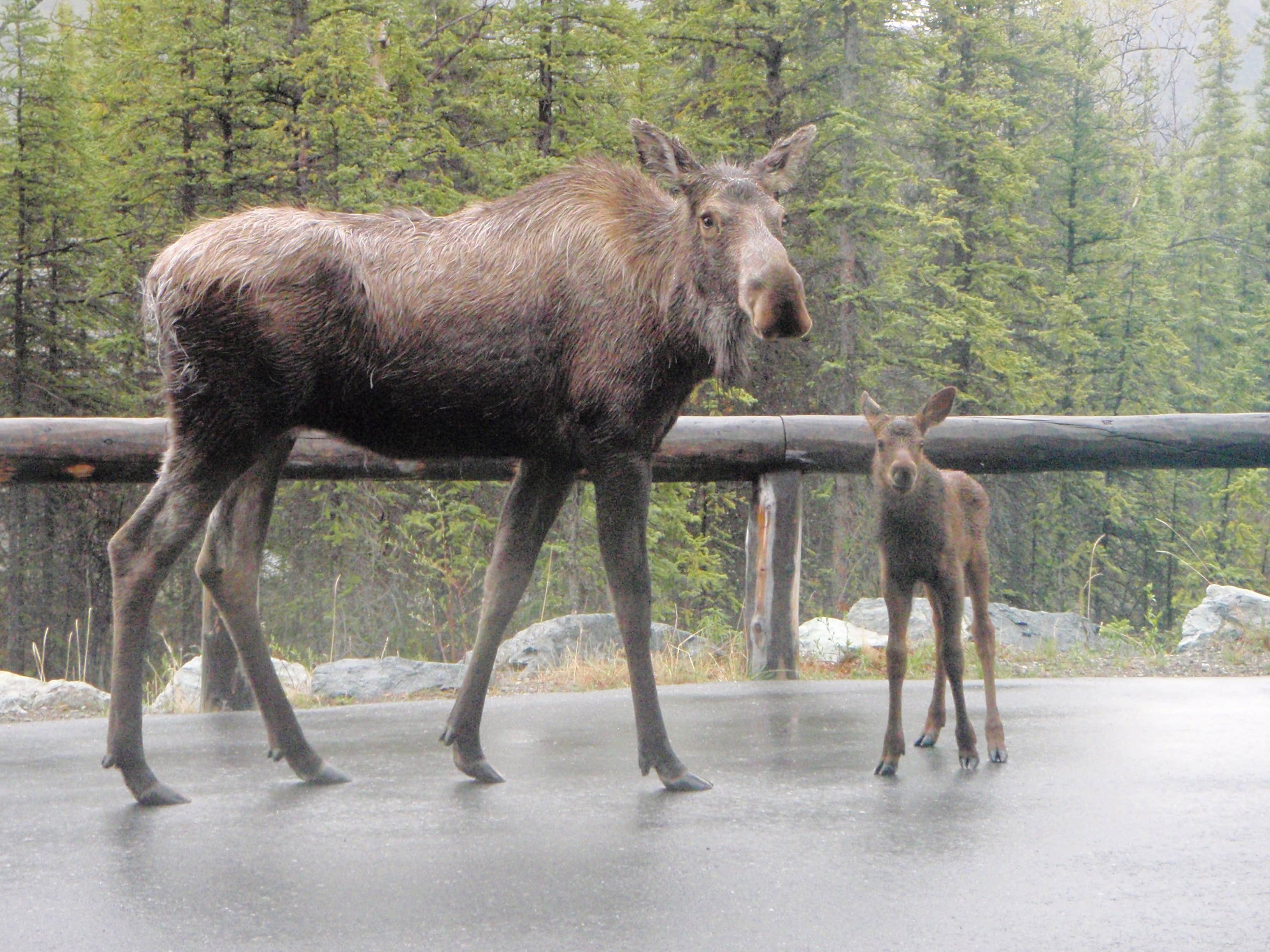 Camper submitted image from Denali Viewpoint - Denali State Park - 3