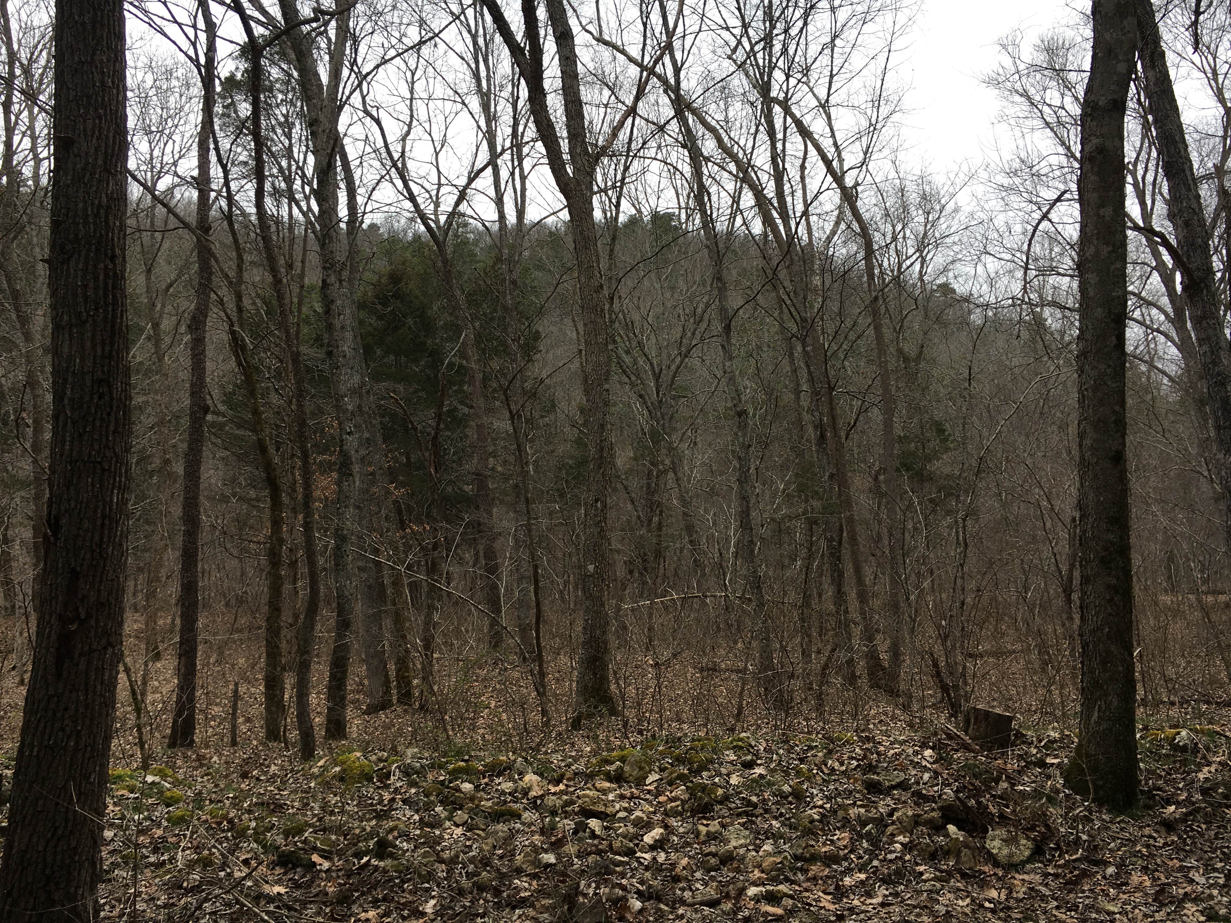 Camper-submitted photo at Panther Branch Primitive Campground near Hillsboro, MO