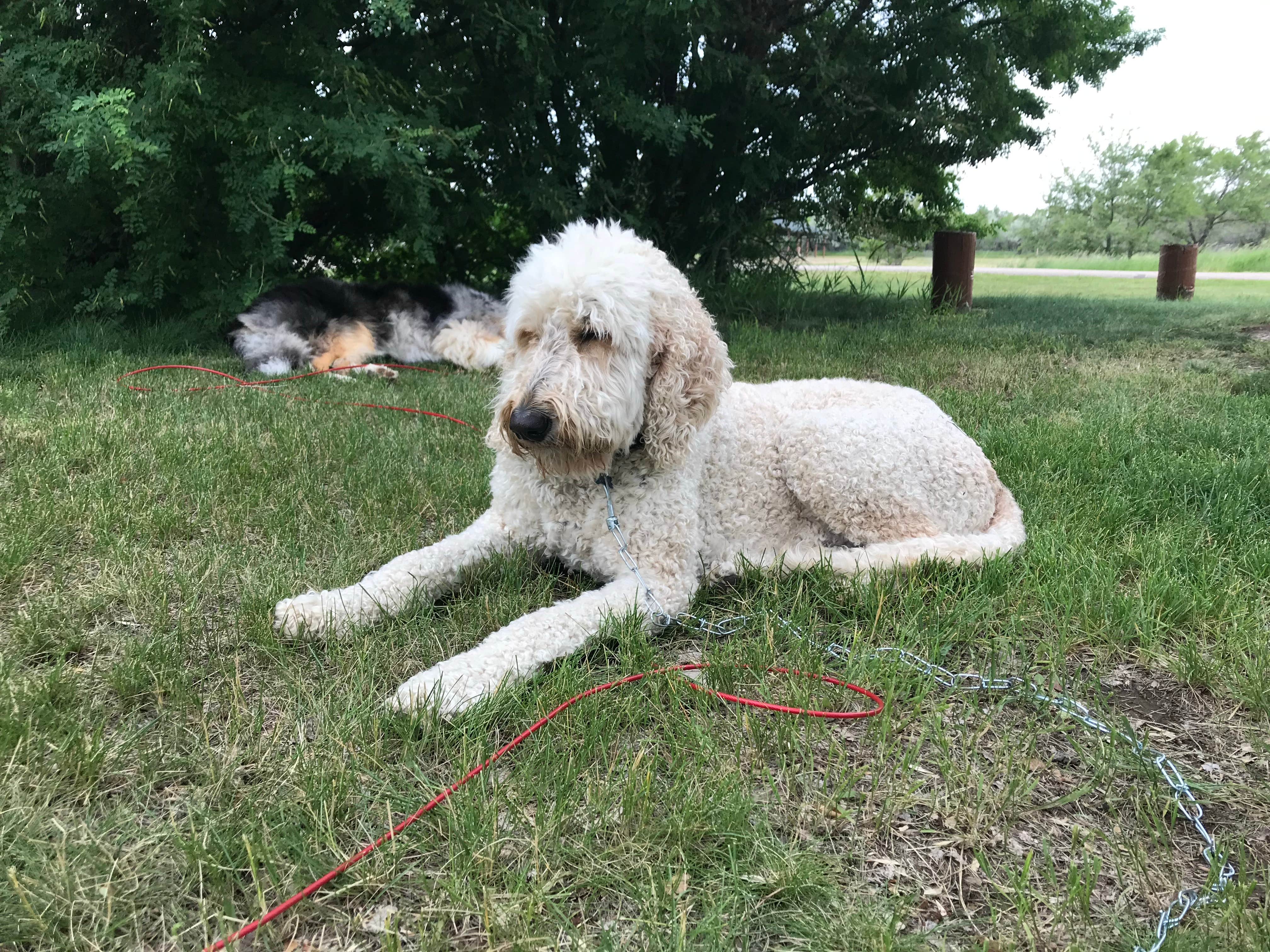 Matt B.'s photo of camping with pets at Lewis & Clark State Park Campground near Tioga, ND