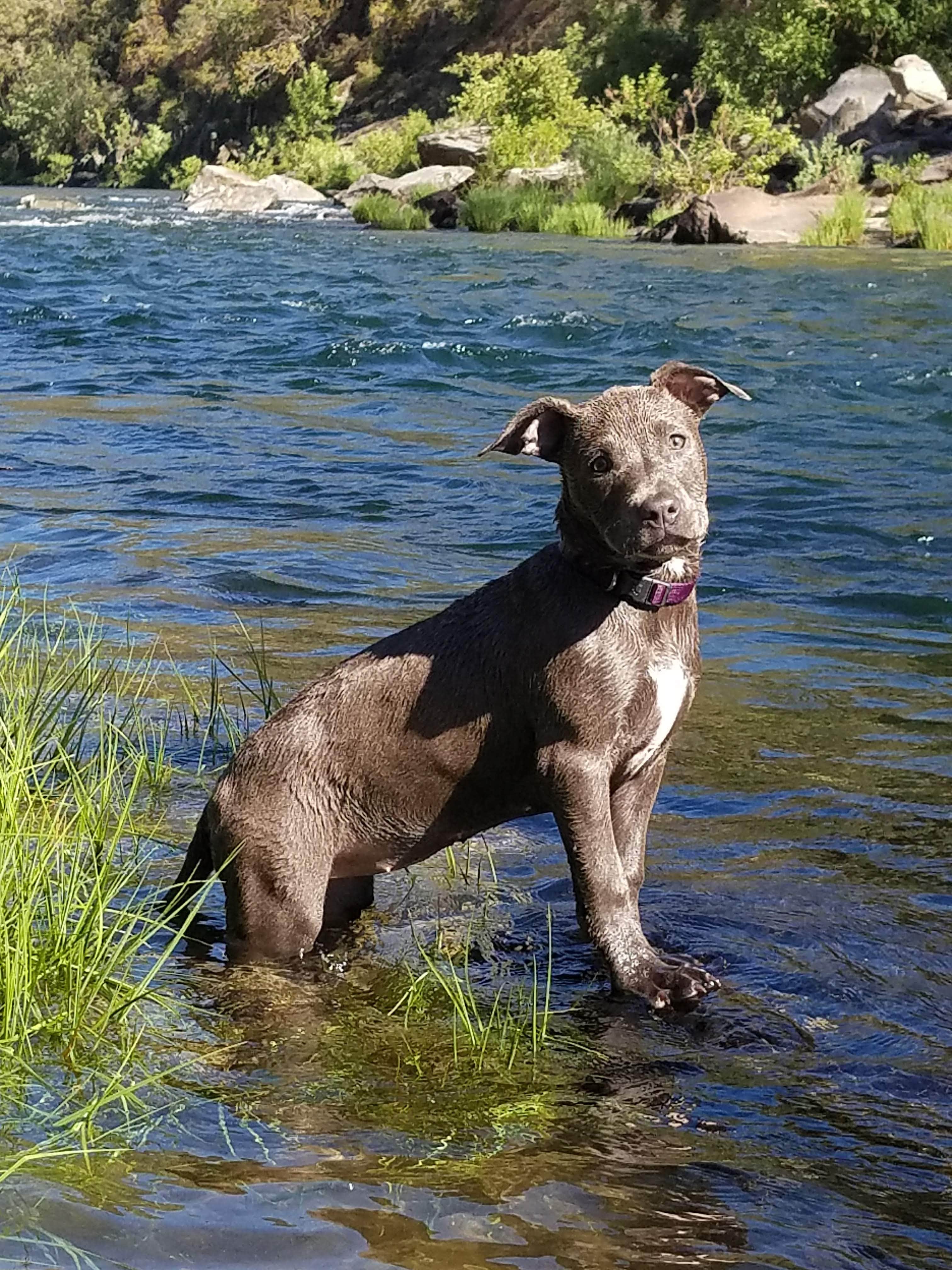 Camper submitted image from Railroad Flat Campground - 4